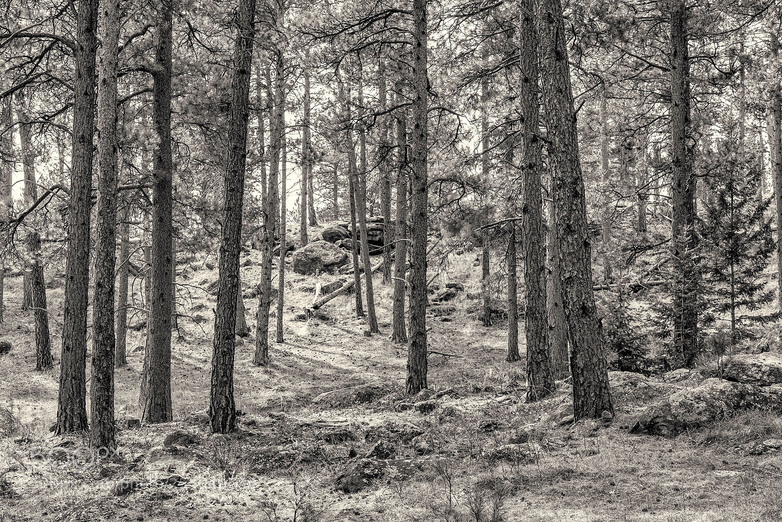 Canon EOS 5D Mark II sample photo. Forest light photography