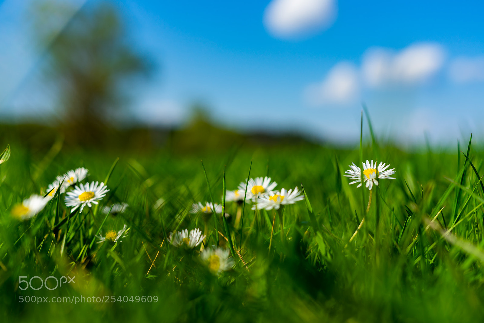 Sony a7 sample photo. Daisies on the meadow photography