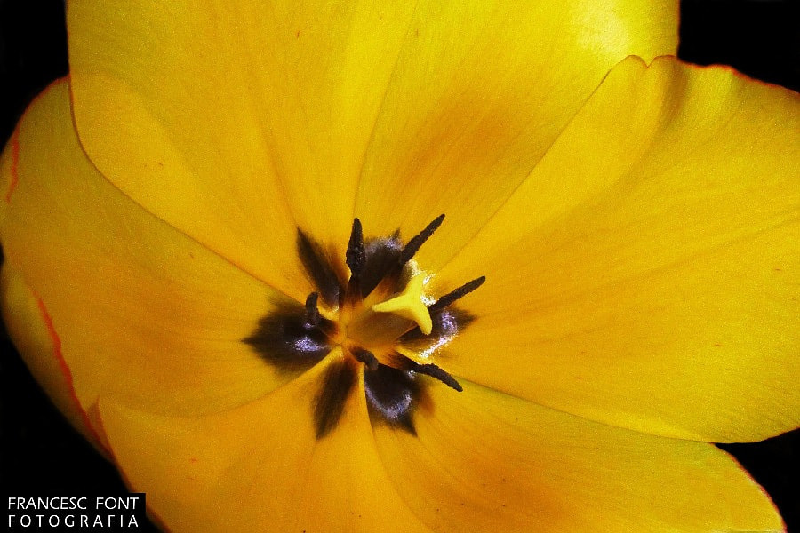Canon PowerShot ELPH 170 IS (IXUS 170 / IXY 170) sample photo. Tulipa groga oberta photography