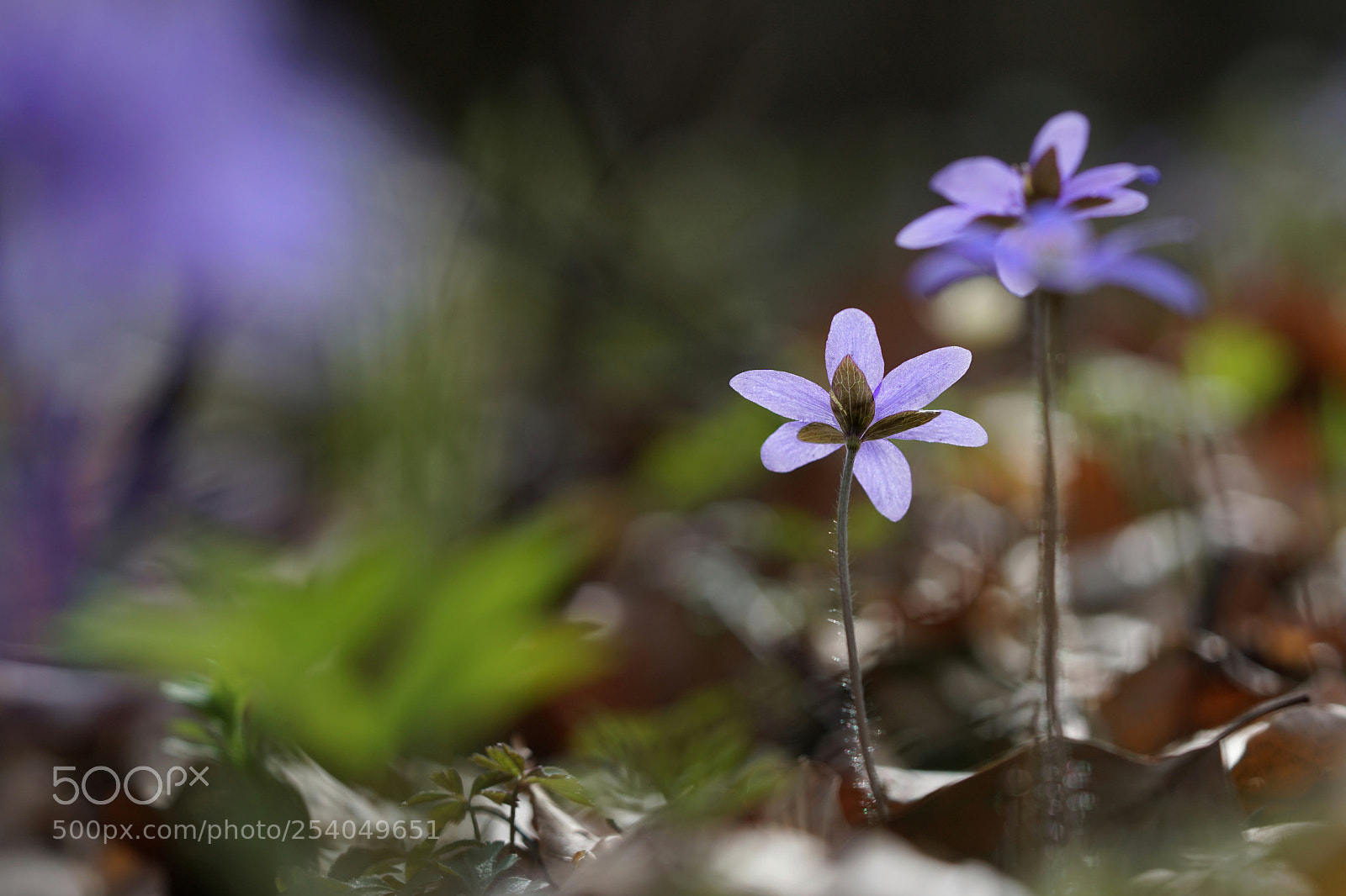 Sony a6000 sample photo. Colors photography