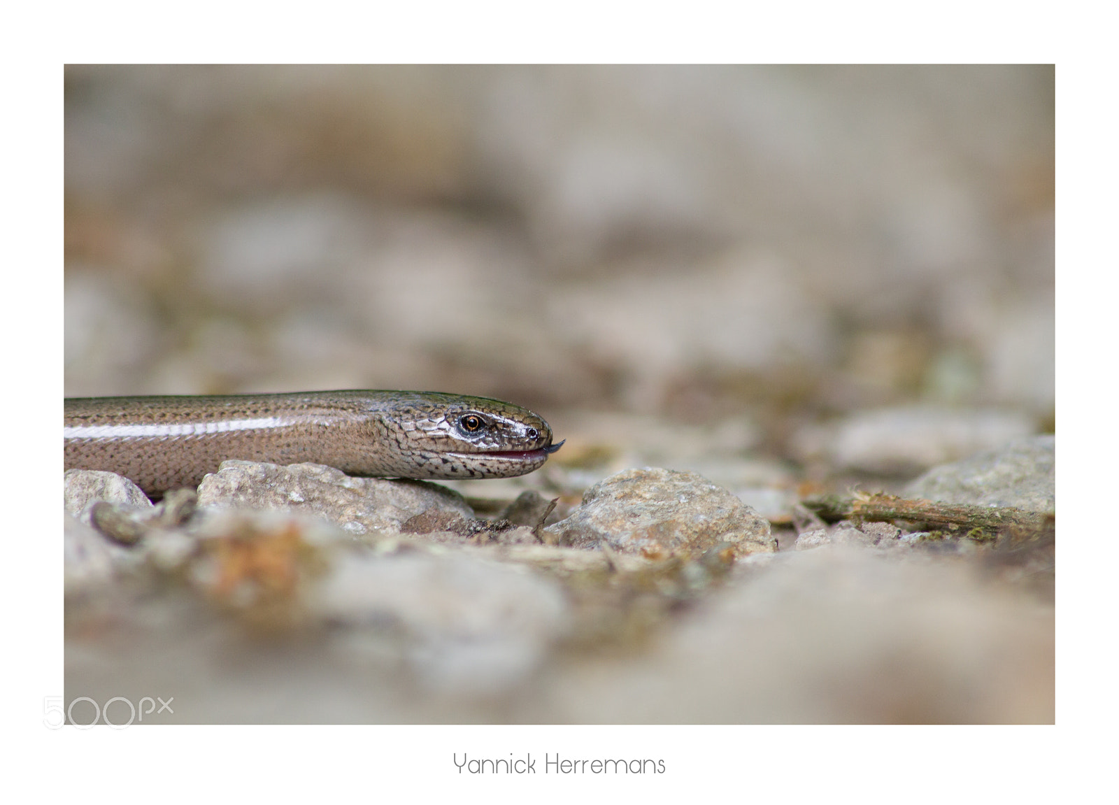 Canon EOS 1100D (EOS Rebel T3 / EOS Kiss X50) sample photo. Orvet fragile / slow-worm photography