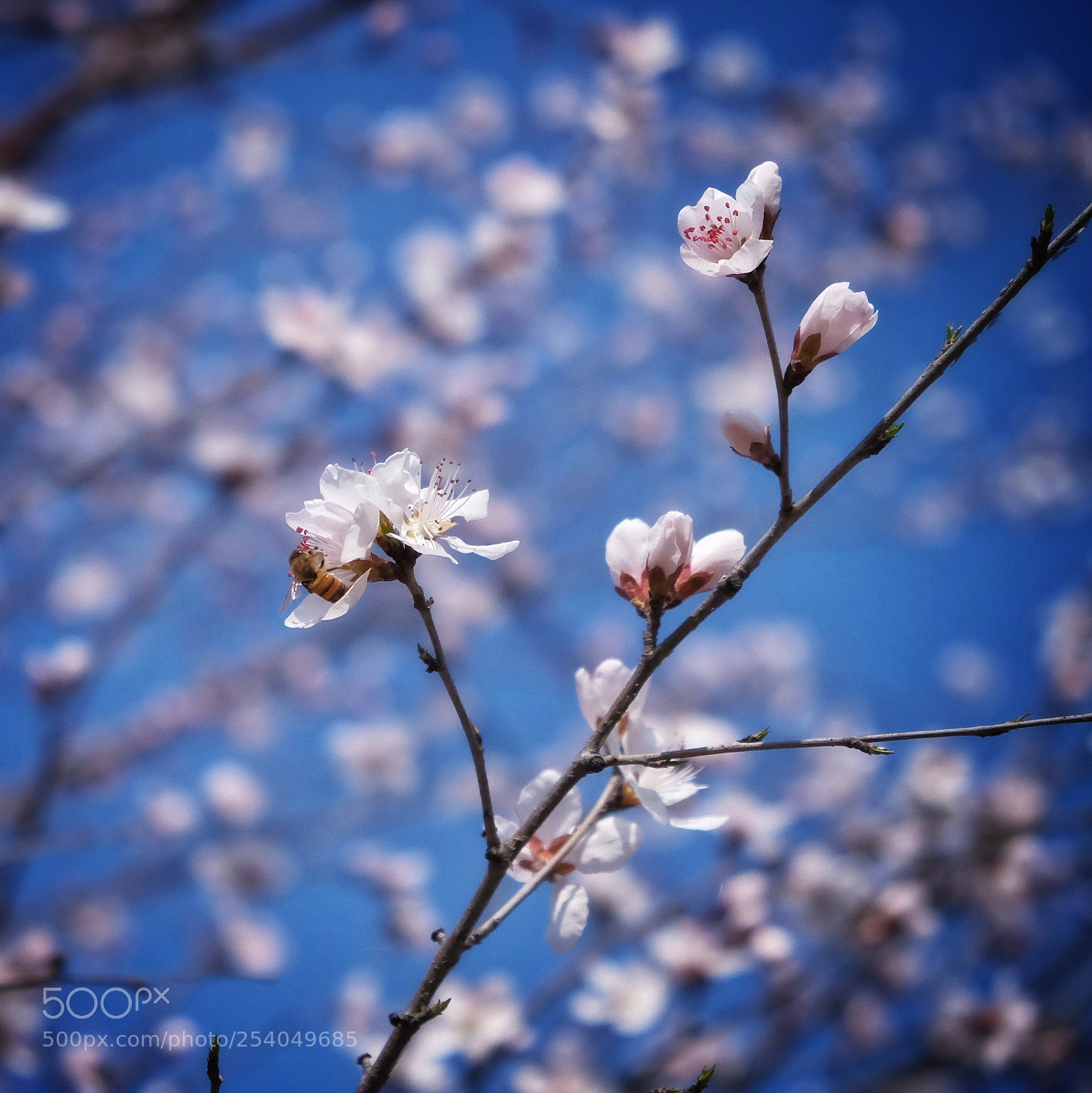 Fujifilm X-E2 sample photo. 春天到了 photography