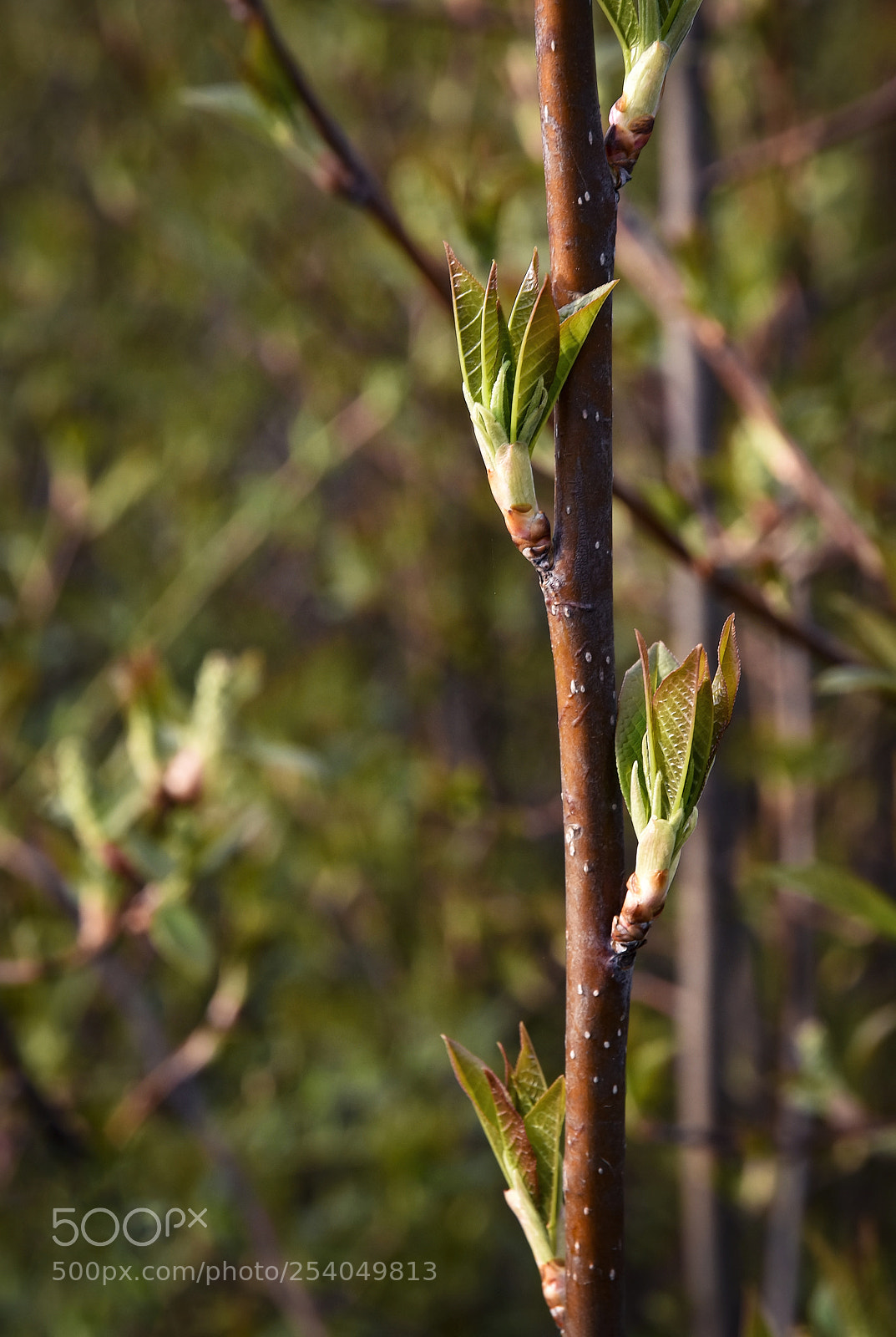 Nikon D5500 sample photo. Up spring branches of photography