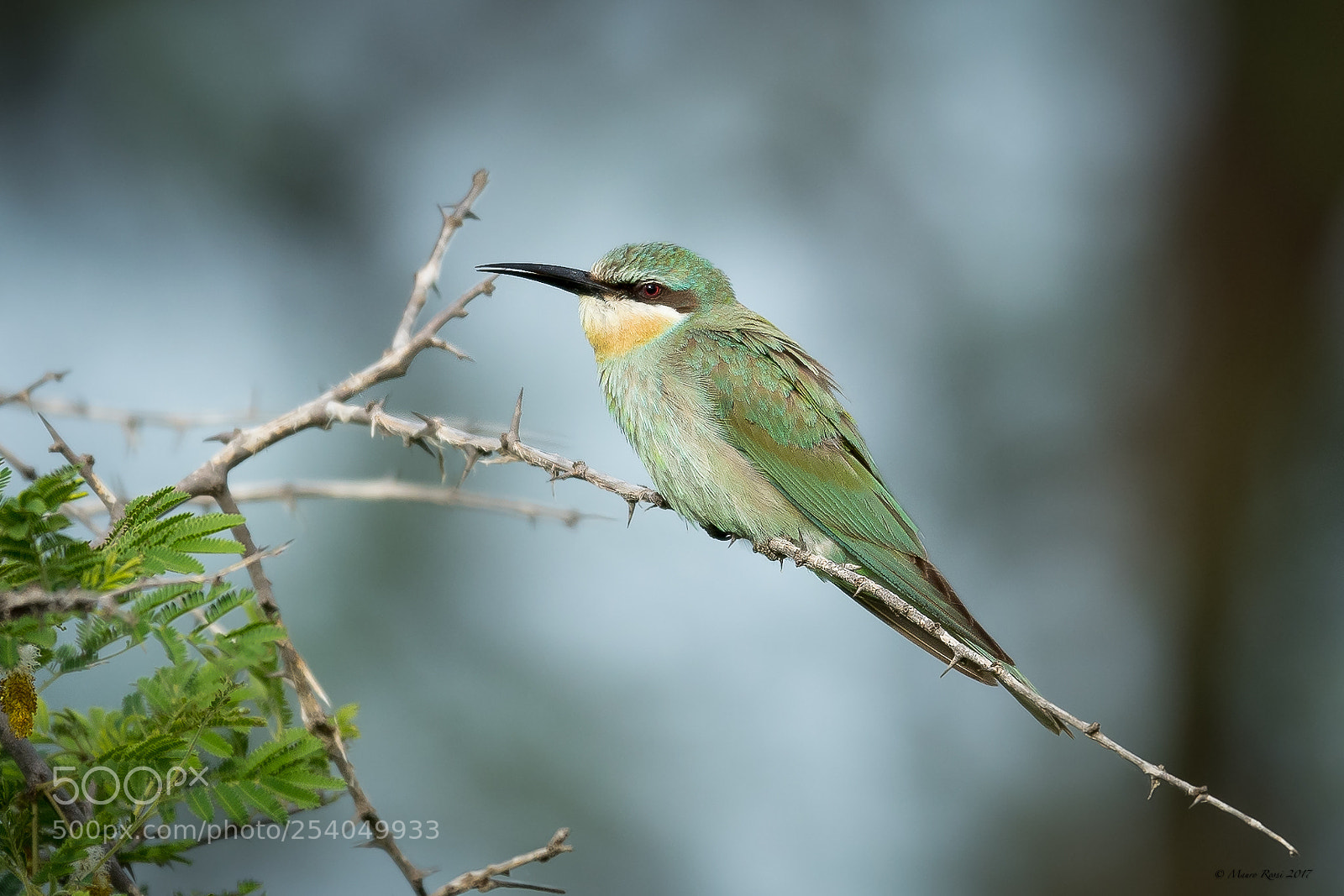 Nikon D5 sample photo. Gruccione - merops apiaster photography