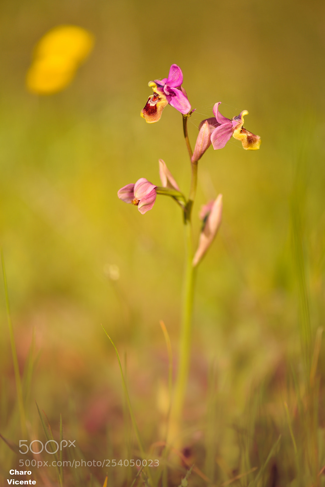 Nikon D610 sample photo. Orchis wild photography