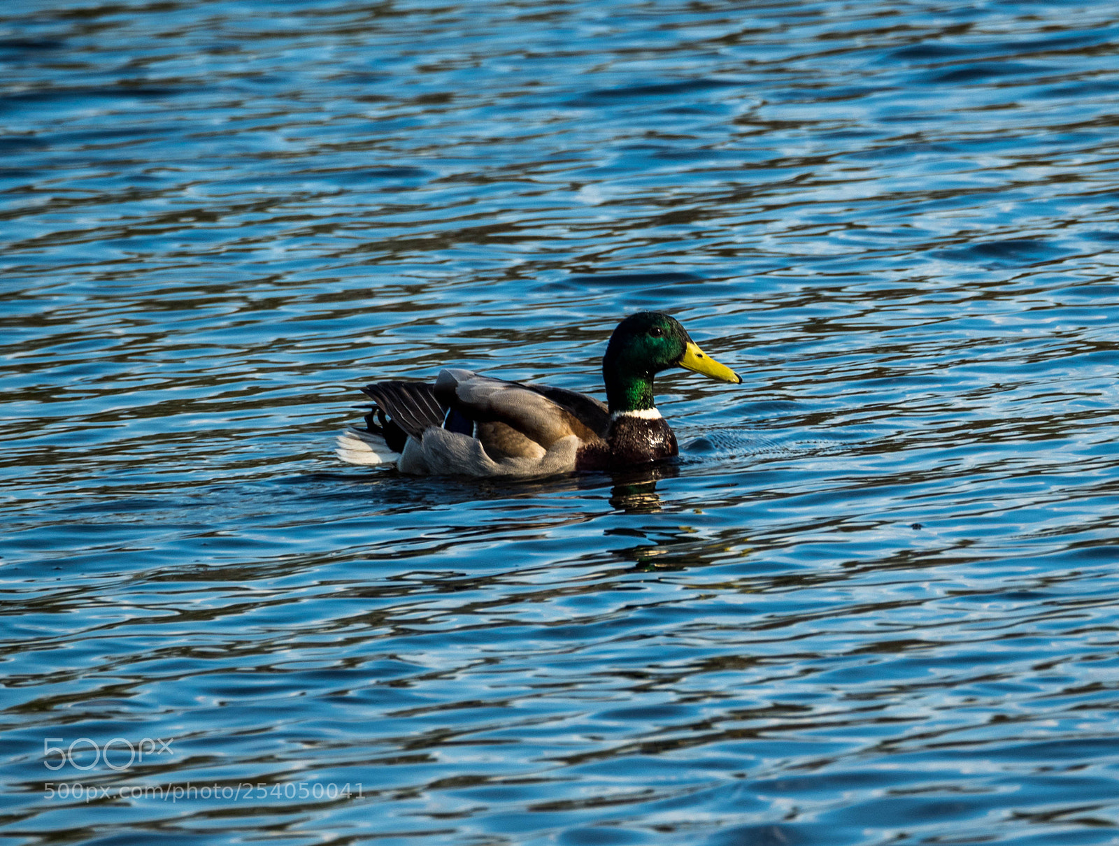 Olympus OM-D E-M5 II sample photo. Olympus digital camera photography