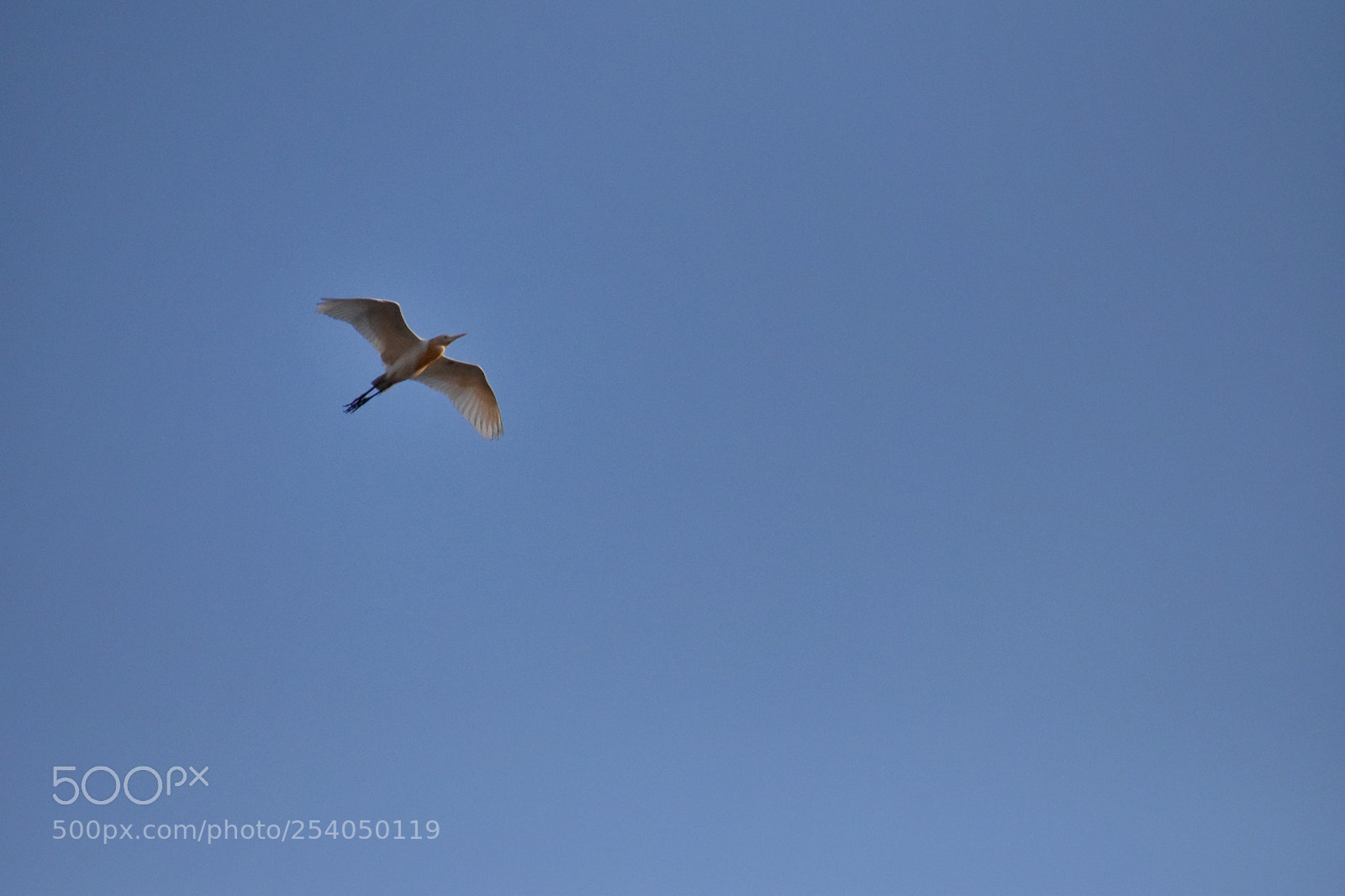 Nikon D5600 sample photo. Untitled photography