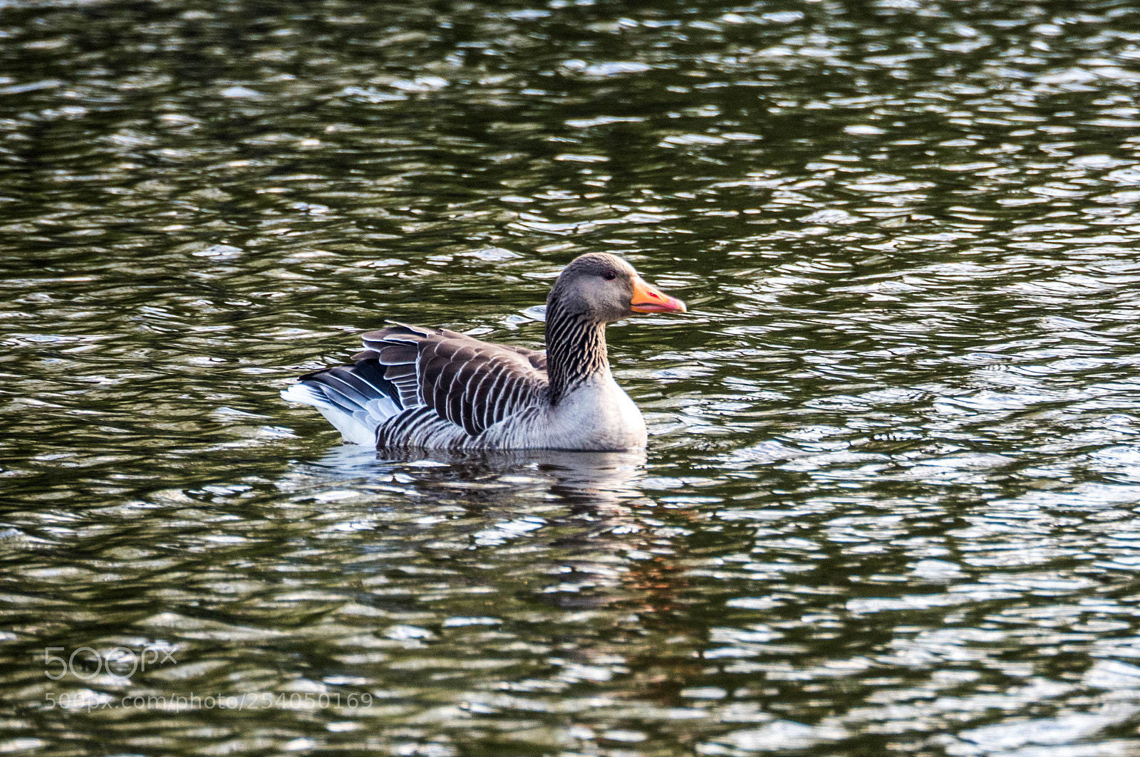 Olympus OM-D E-M5 II sample photo. Olympus digital camera photography