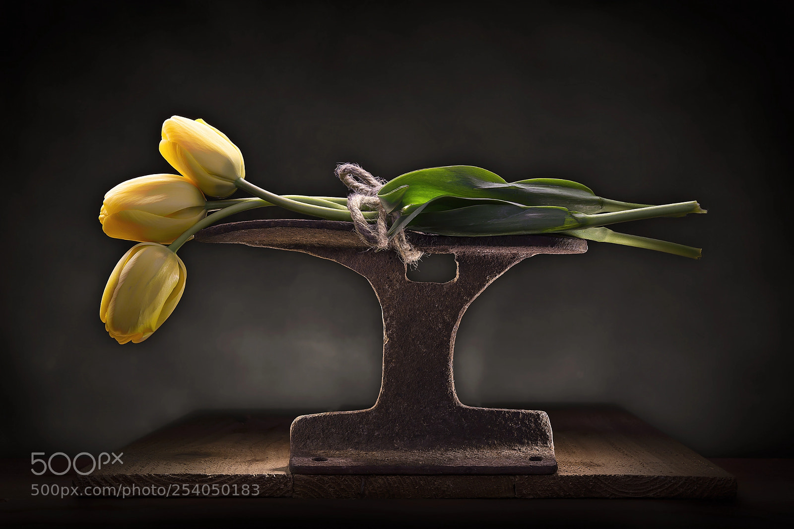 Nikon D7100 sample photo. Three yellow tulips tied photography