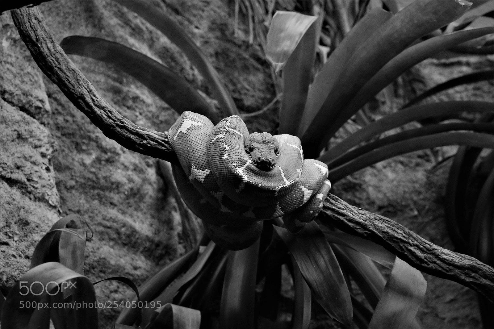 Canon EOS 70D sample photo. Bw photography