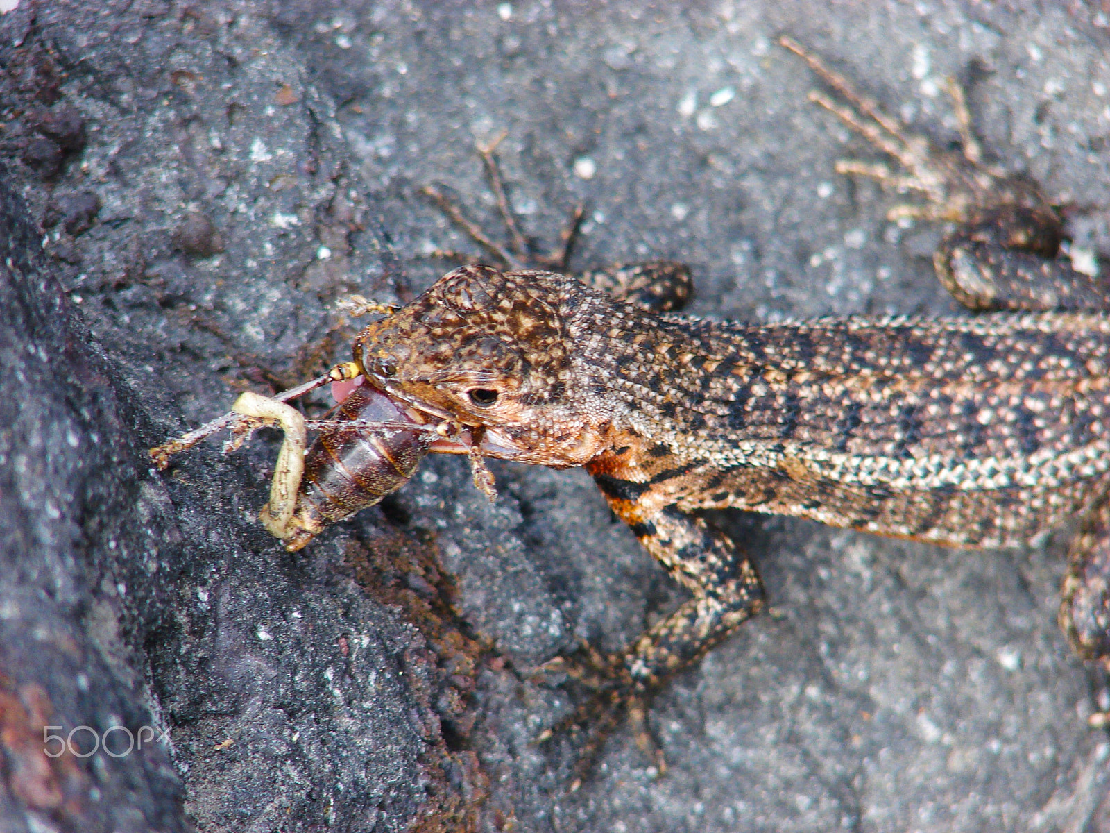Sony DSC-H2 sample photo. Lizard eating a cricket in the galapagos islands photography