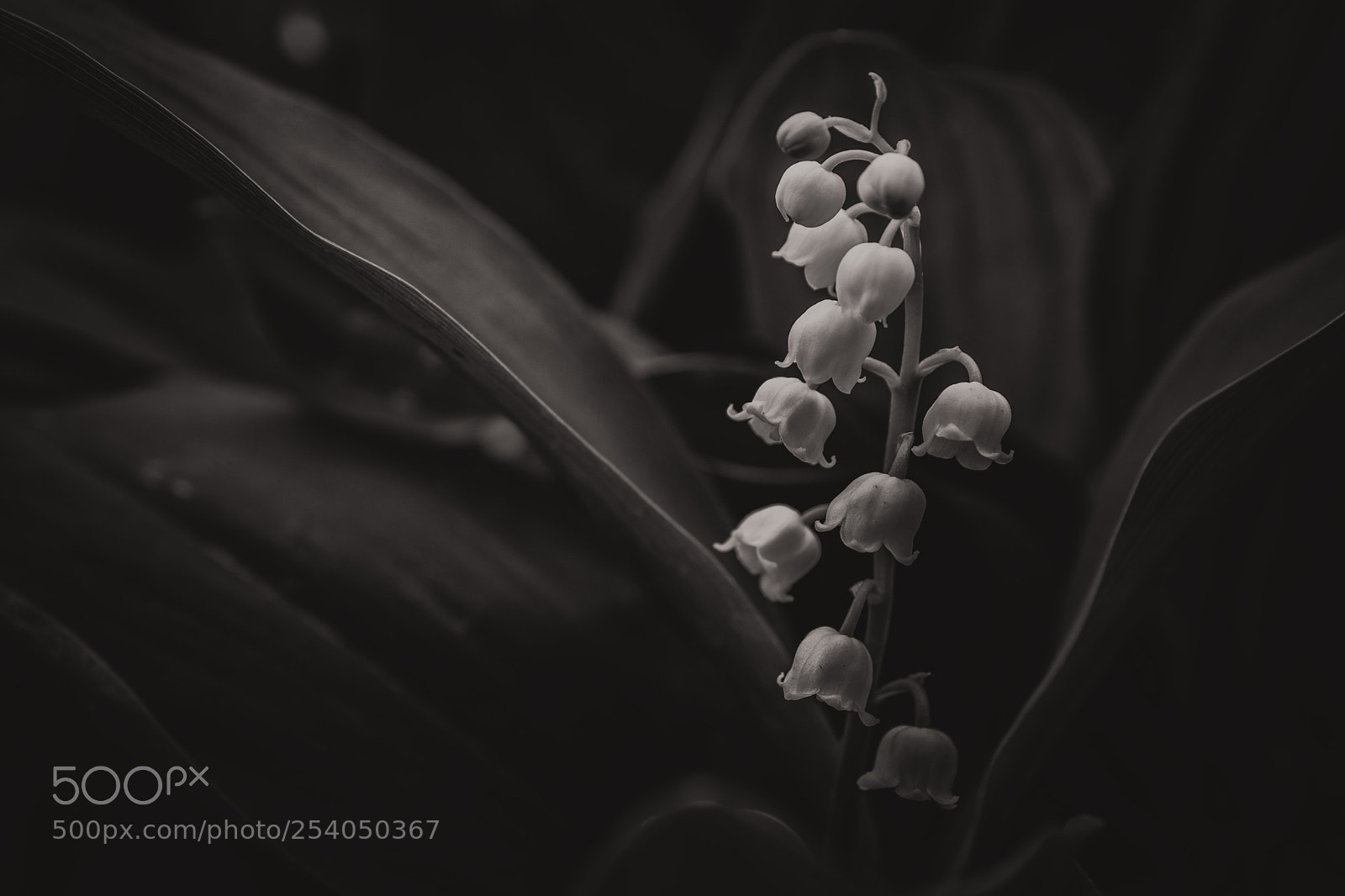 Nikon D5300 sample photo. Lily of the valley photography
