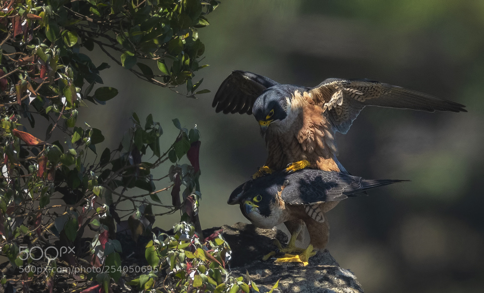 Nikon D850 sample photo. Shaheen falcon photography