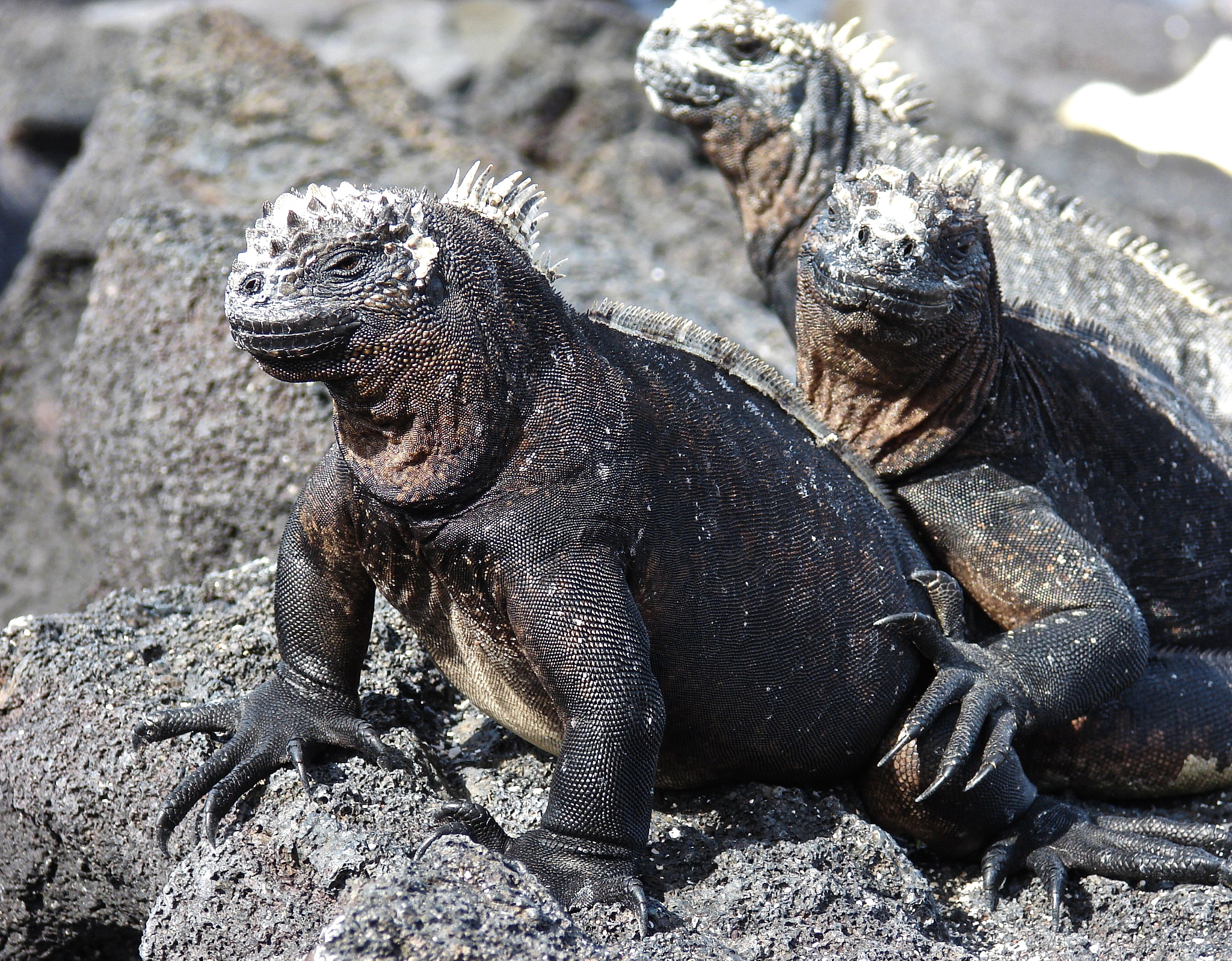 Sony DSC-H2 sample photo. Galapagos ecuador photography