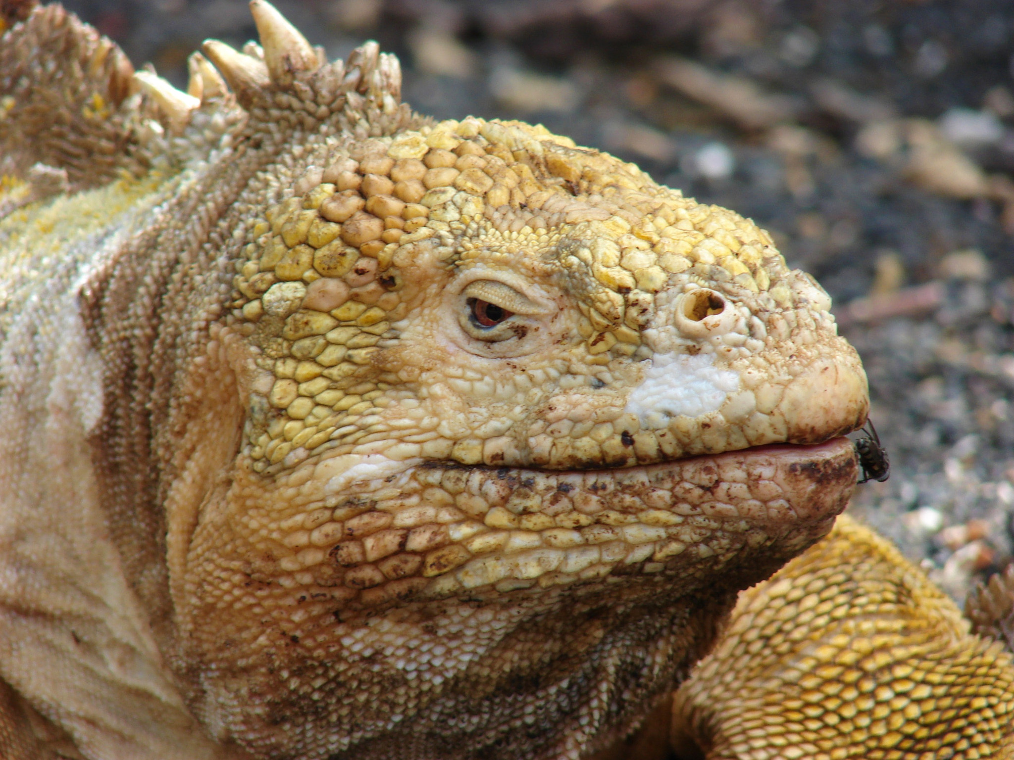 Sony DSC-H2 sample photo. Galapagos ecuador photography