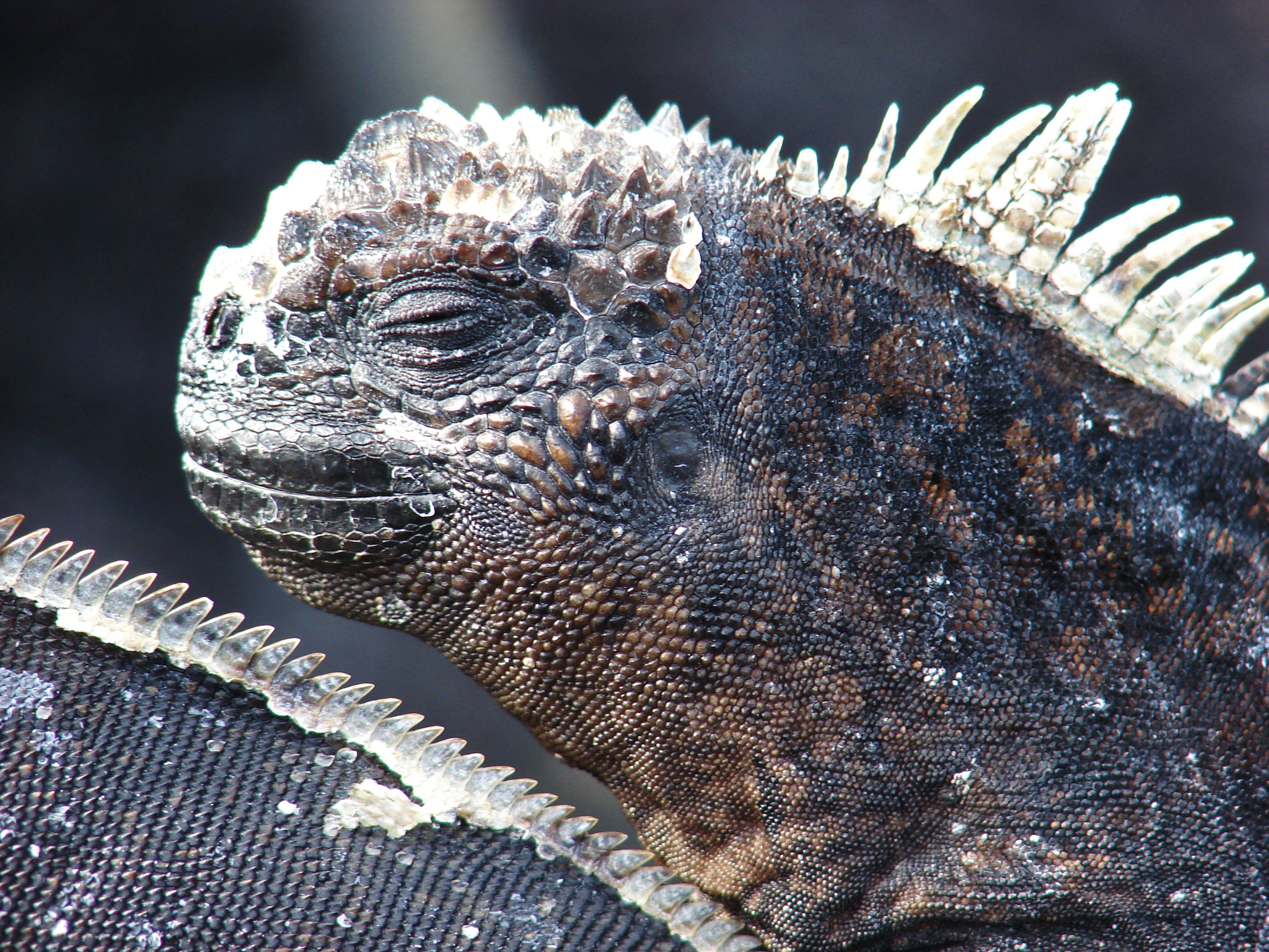 Sony DSC-H2 sample photo. Galapagos ecuador photography