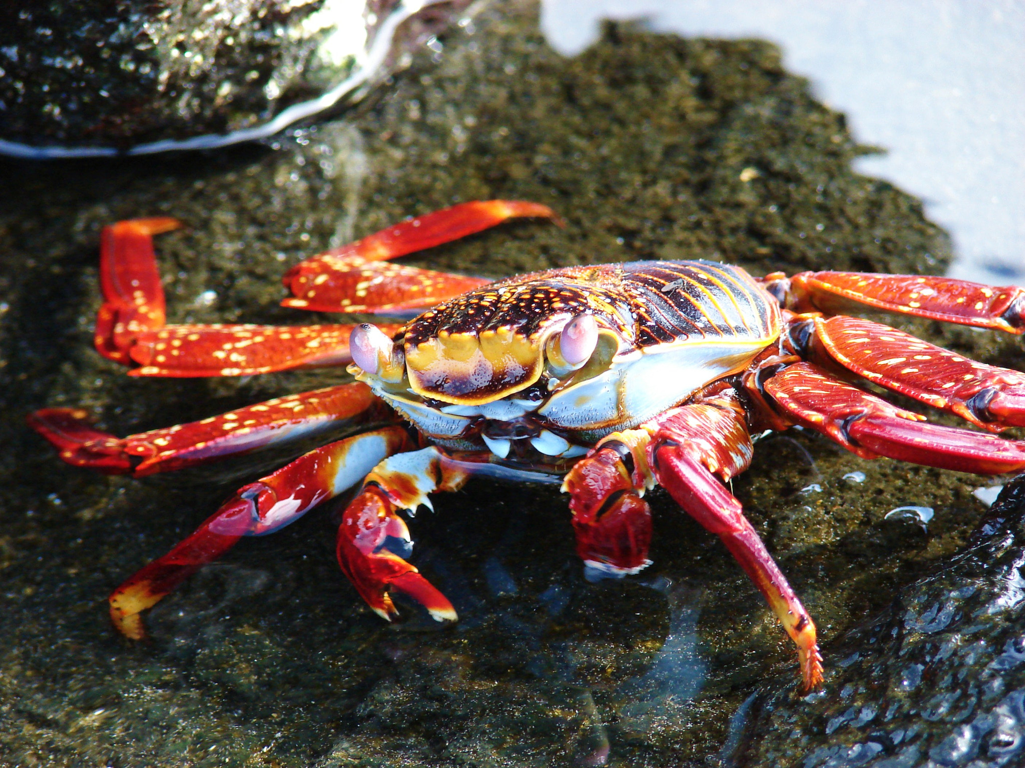 Sony DSC-H2 sample photo. Galapagos ecuador photography