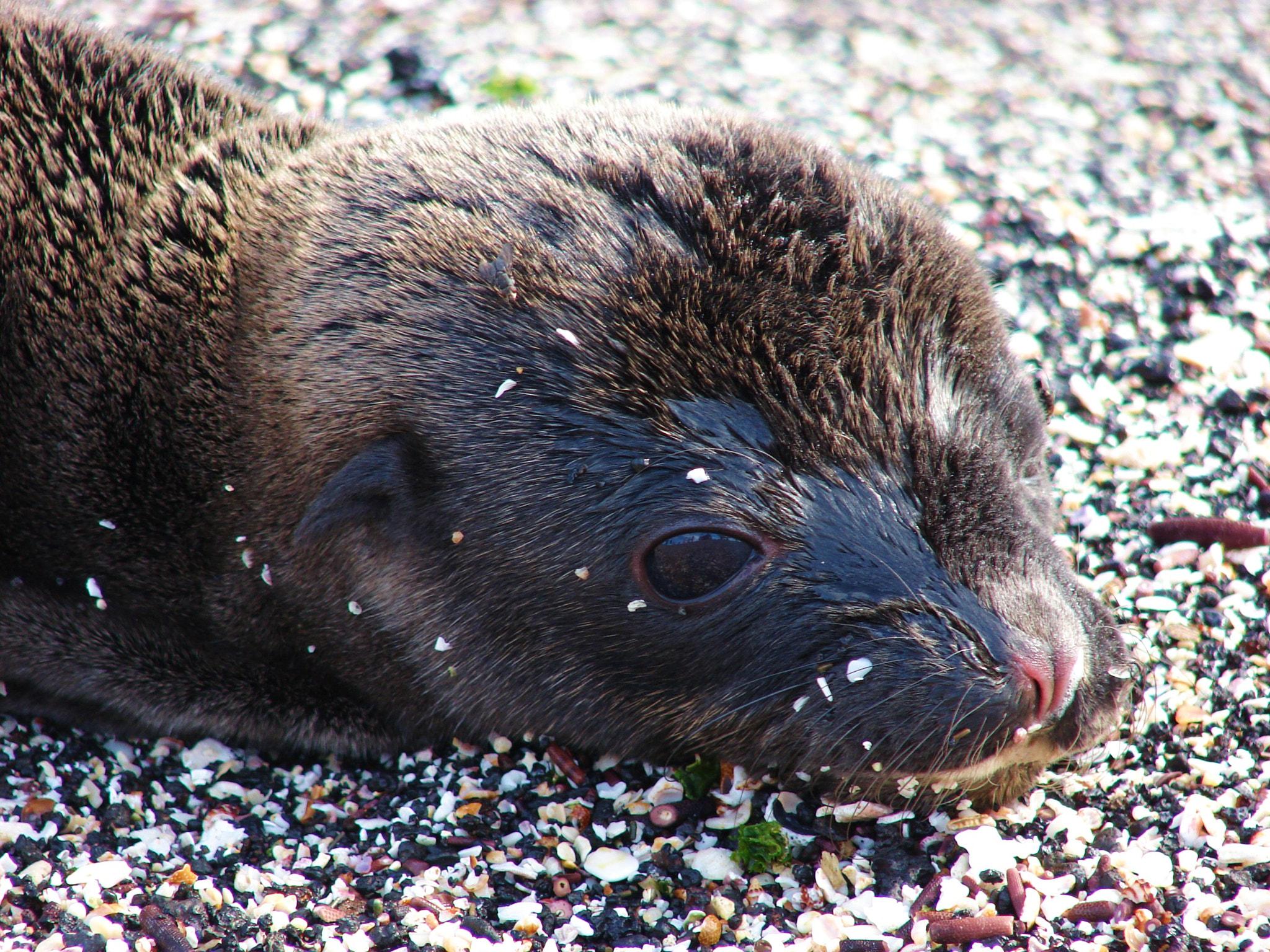 Sony DSC-H2 sample photo. Galapagos ecuador photography