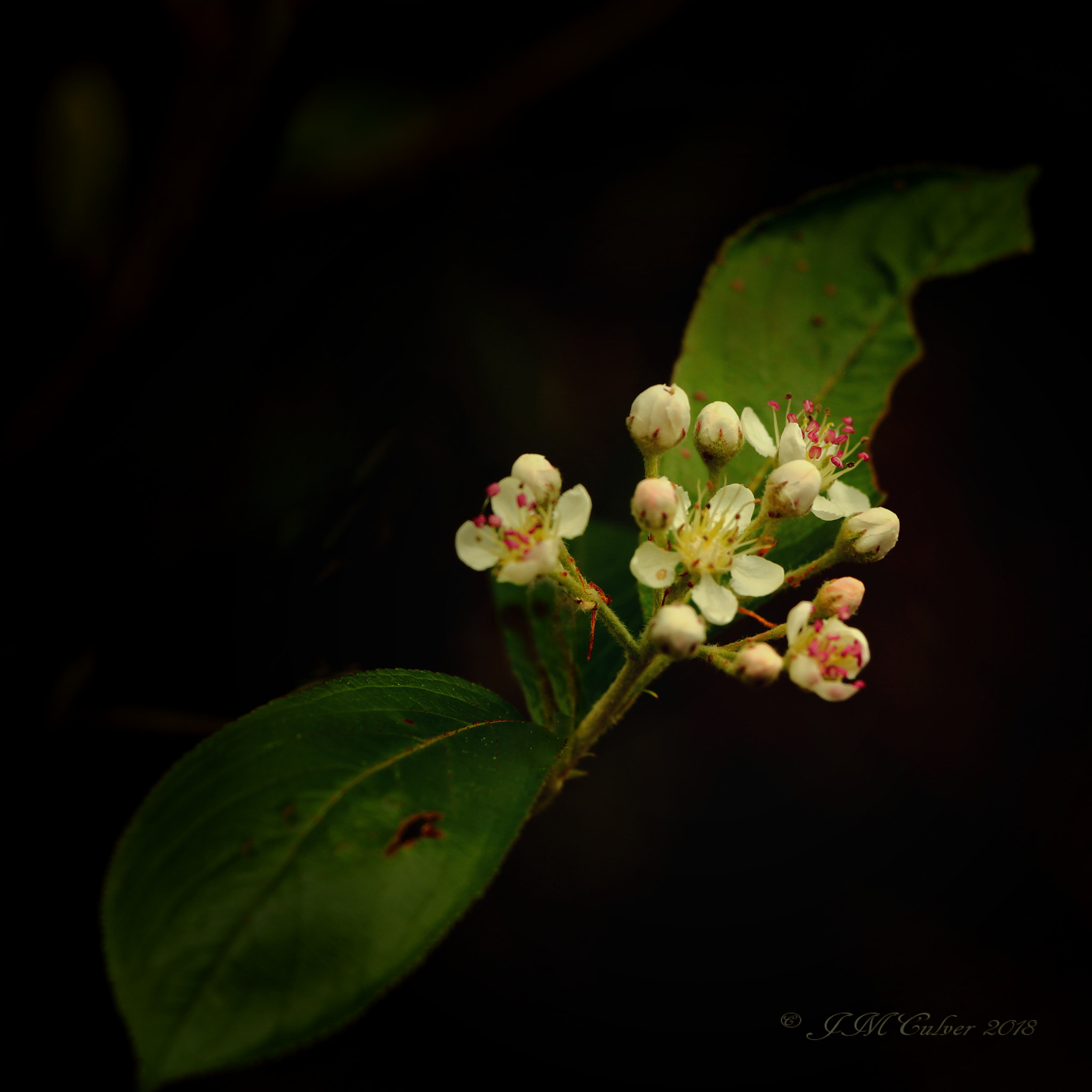 Canon EOS 77D (EOS 9000D / EOS 770D) sample photo. White tree blossoms photography