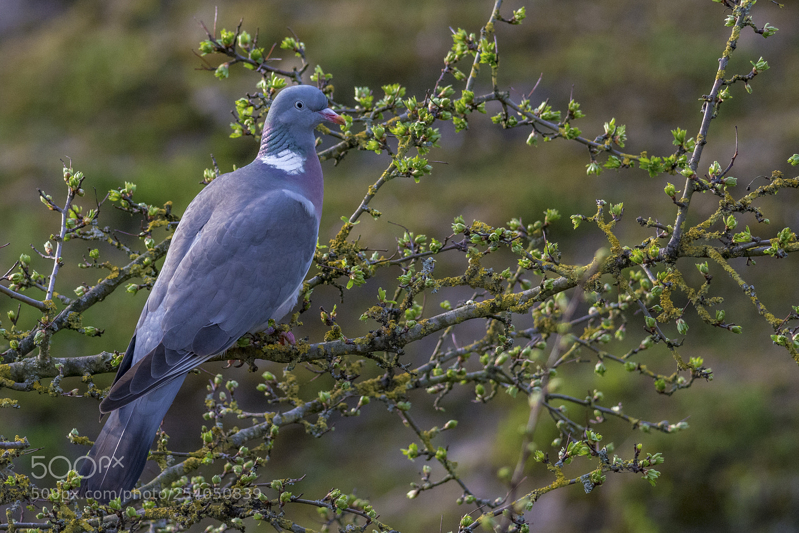 Nikon D7100 sample photo. Common wood pigeon columba photography
