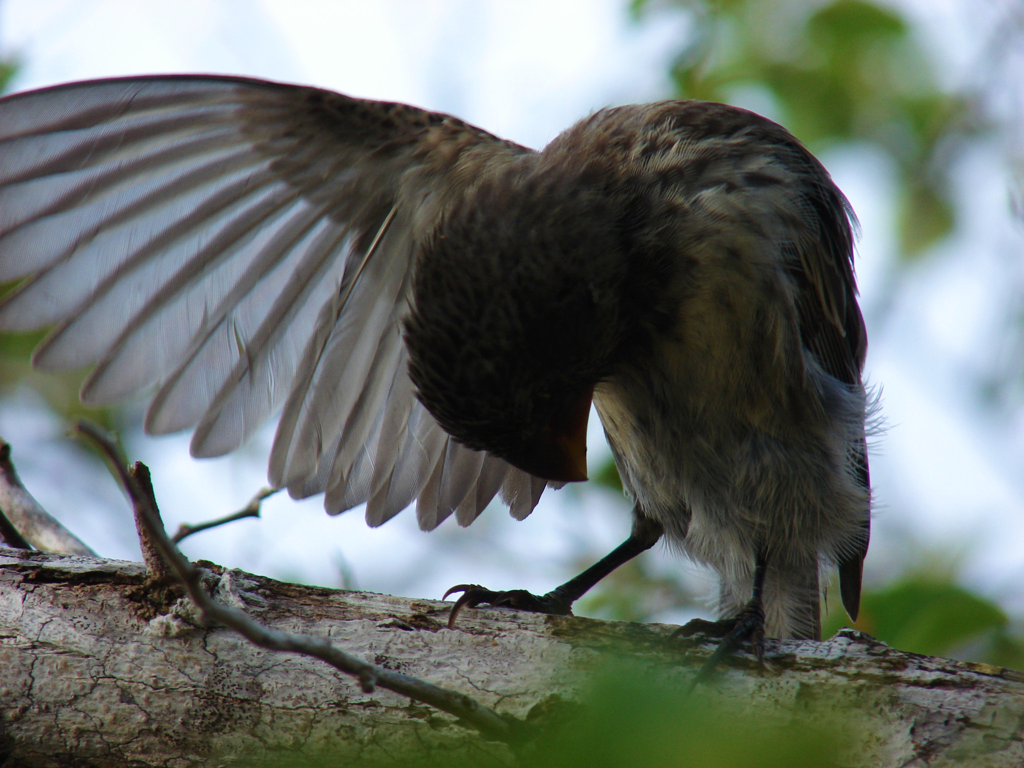 Sony DSC-H2 sample photo. Galapagos ecuador photography