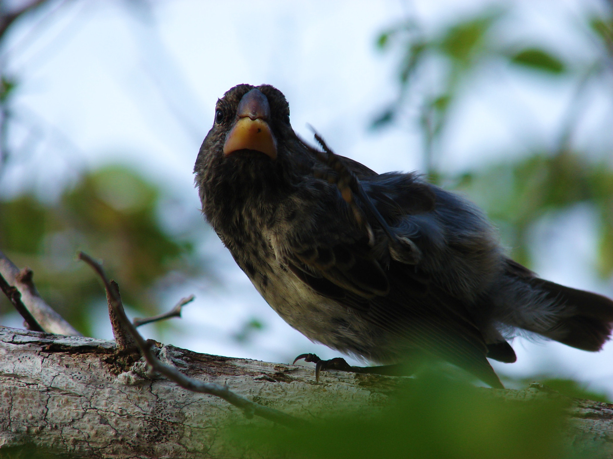 Sony DSC-H2 sample photo. Galapagos ecuador photography