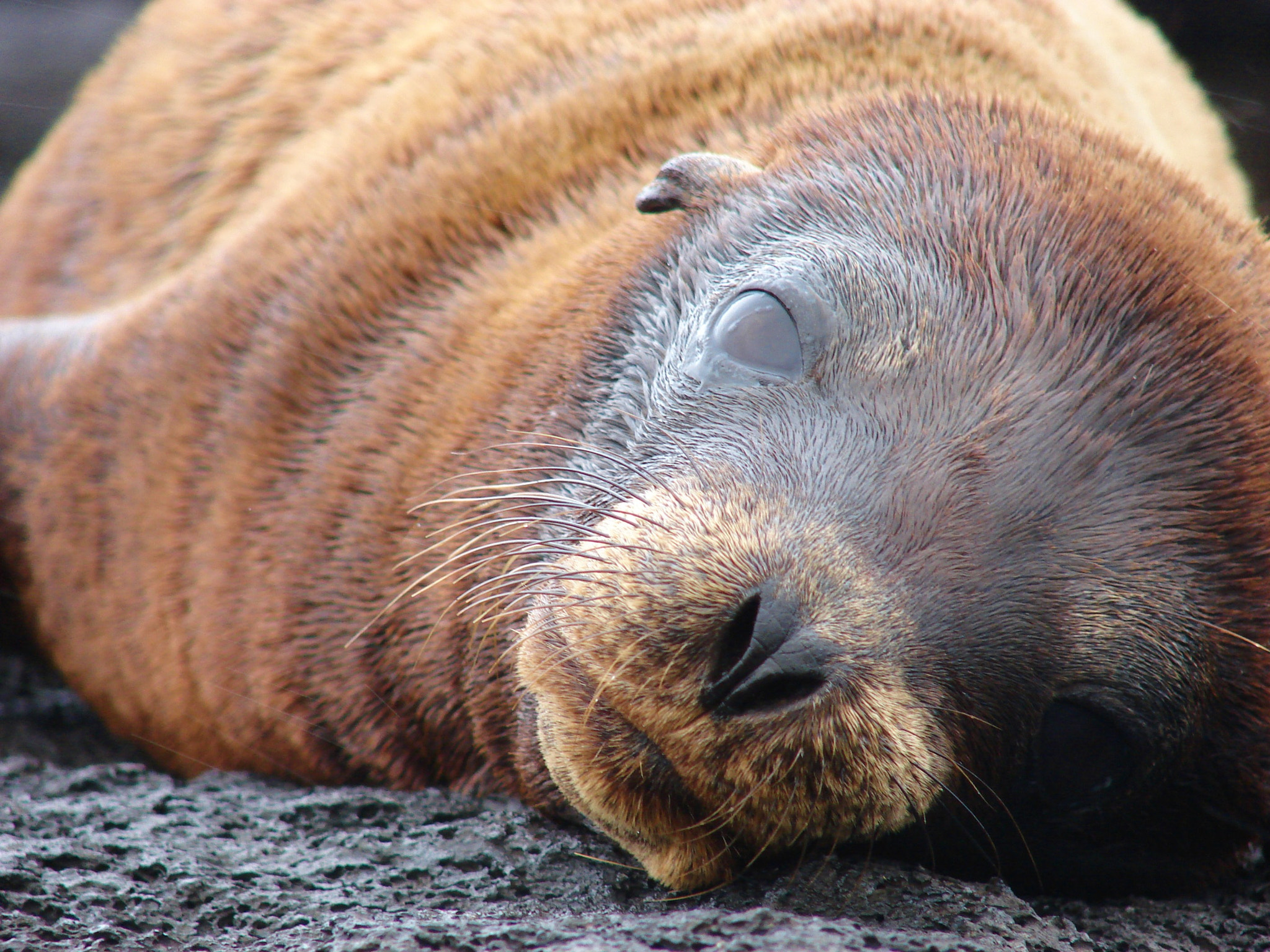 Sony DSC-H2 sample photo. Galapagos ecuador photography