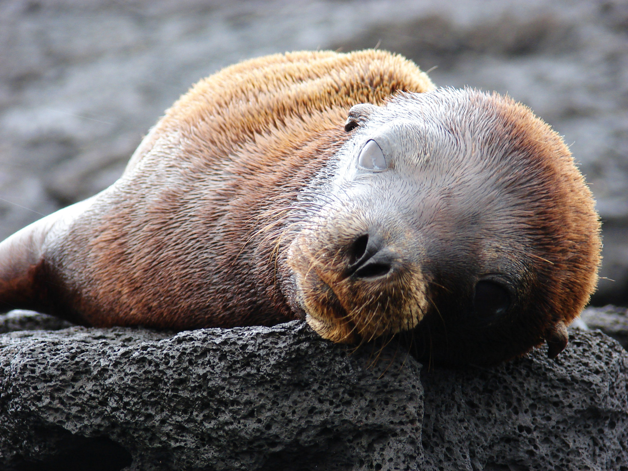 Sony DSC-H2 sample photo. Galapagos ecuador photography