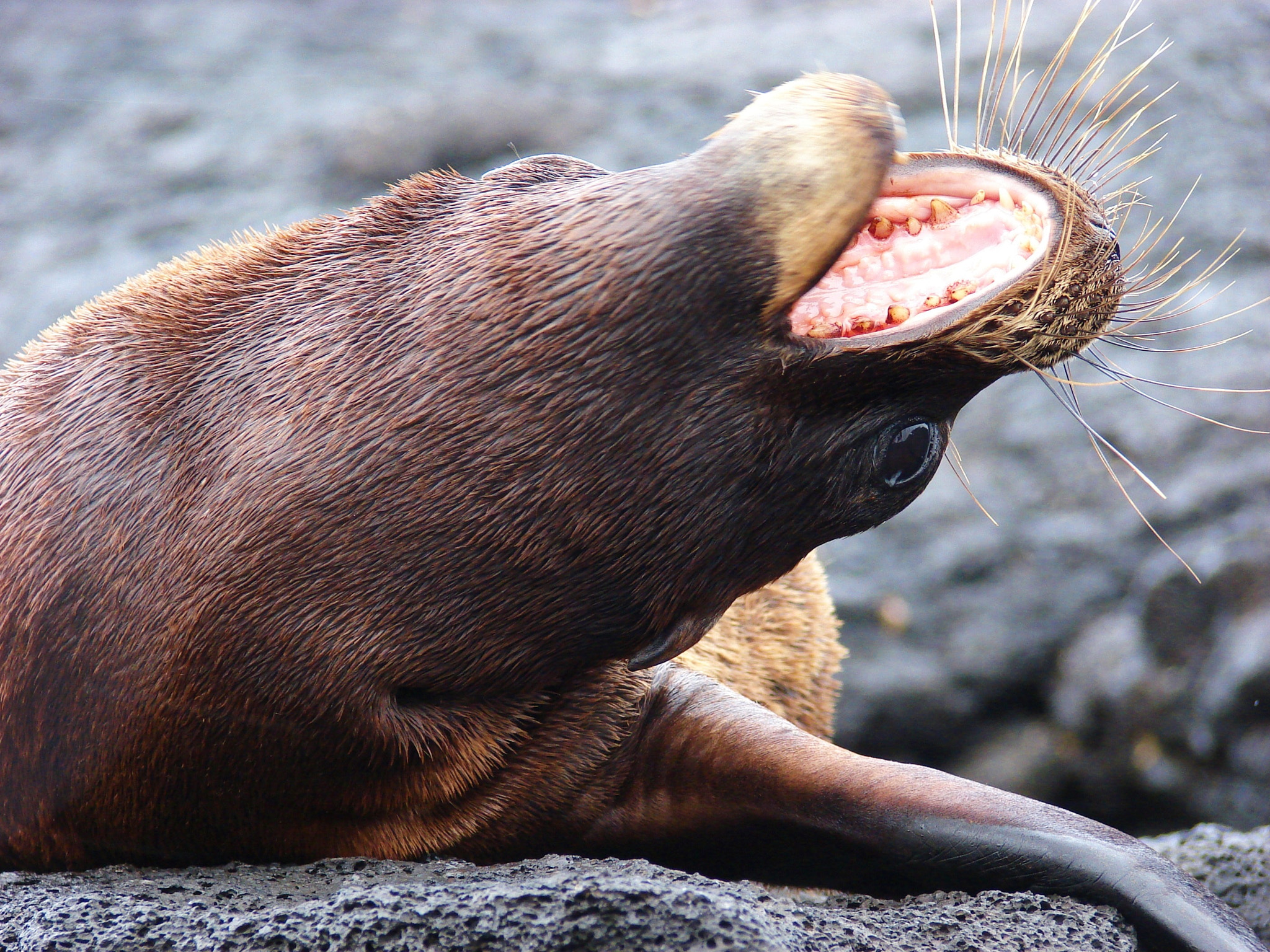 Sony DSC-H2 sample photo. Galapagos ecuador photography