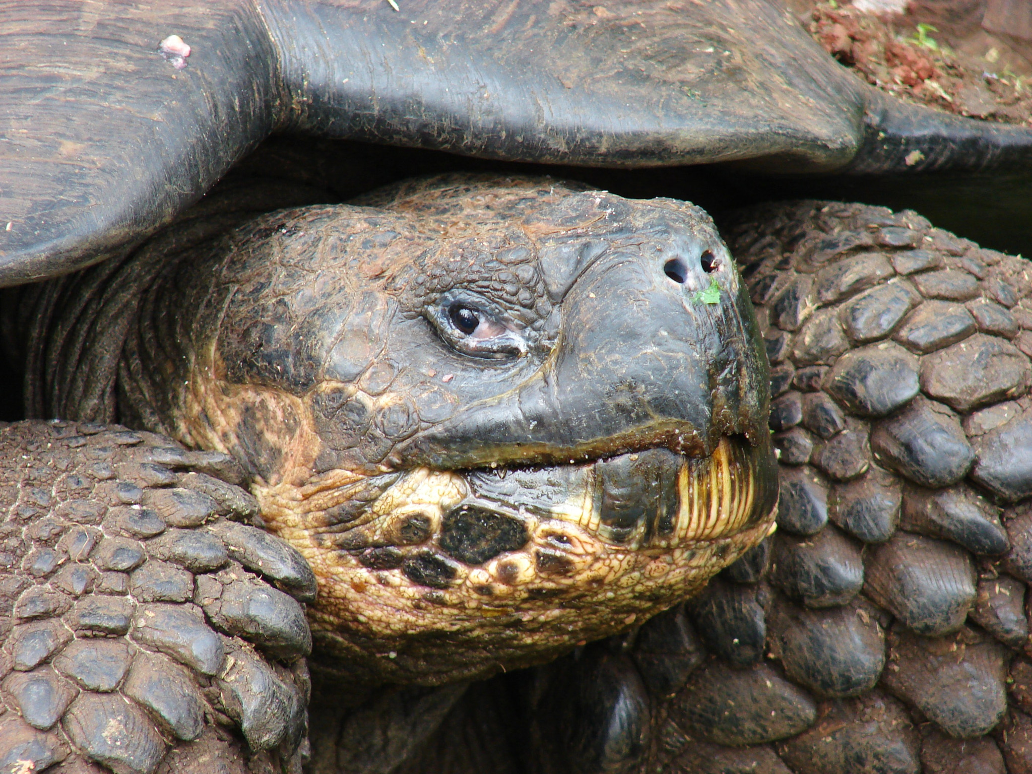 Sony DSC-H2 sample photo. Galapagos ecuador photography