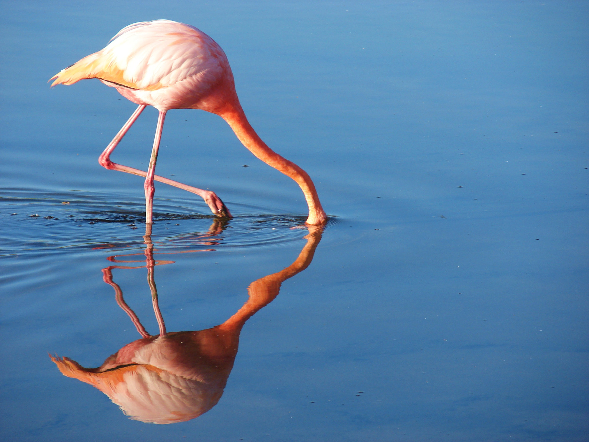 Sony DSC-H2 sample photo. Galapagos ecuador photography