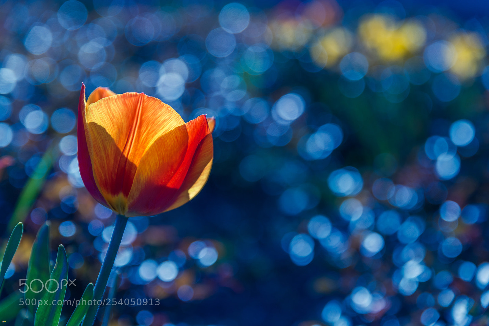 Nikon D800 sample photo. Dream world photography
