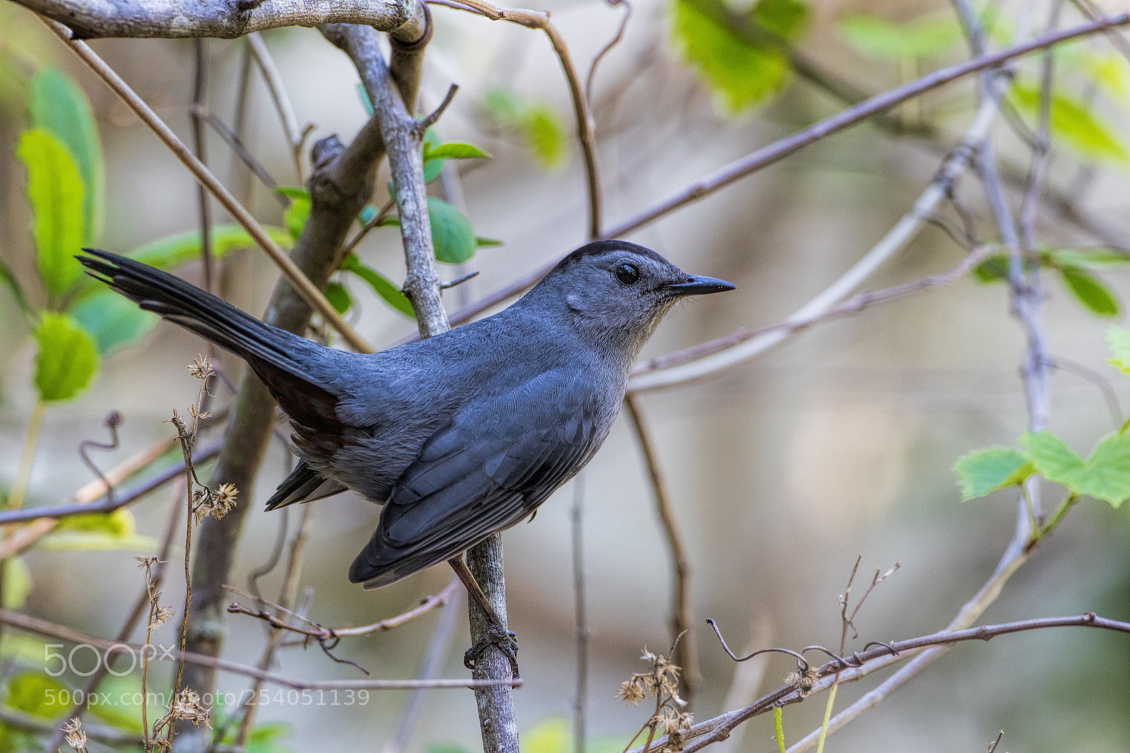 Canon EOS 7D Mark II sample photo. Grey catbird photography