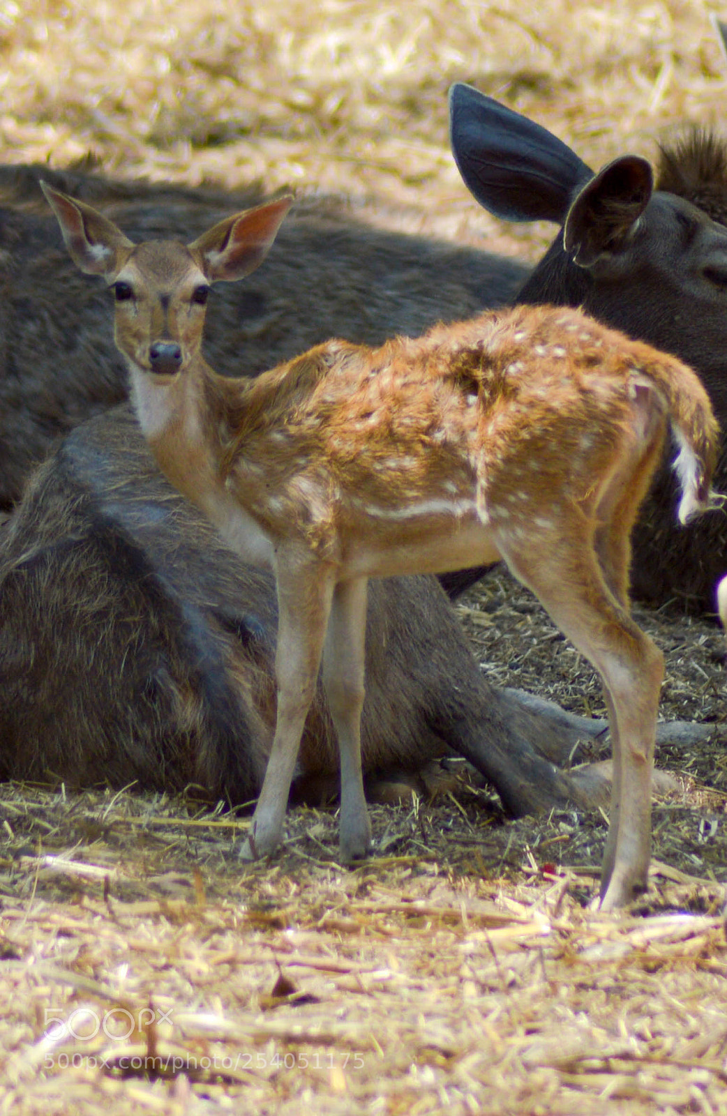 Nikon D3200 sample photo. Spotted deer photography