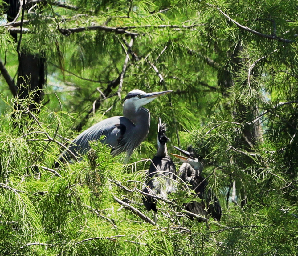 Canon EOS-1D X Mark II sample photo. 04-17-18-0013135.jpg photography