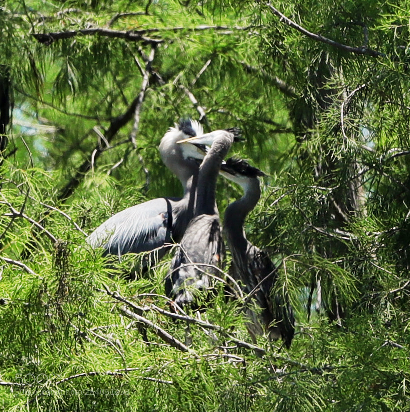 Canon EOS-1D X Mark II sample photo. 04-17-18-0013123.jpg photography