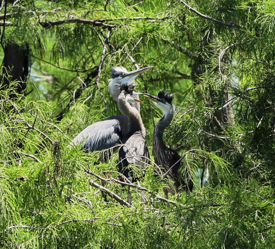 Canon EOS-1D X Mark II sample photo. 04-17-18-0013120.jpg photography