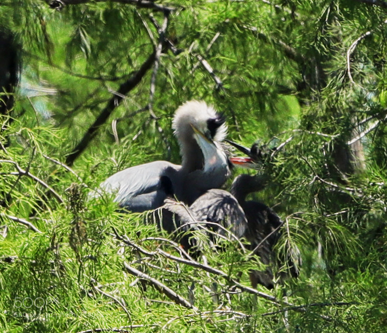 Canon EOS-1D X Mark II sample photo. 04-17-18-0013117.jpg photography