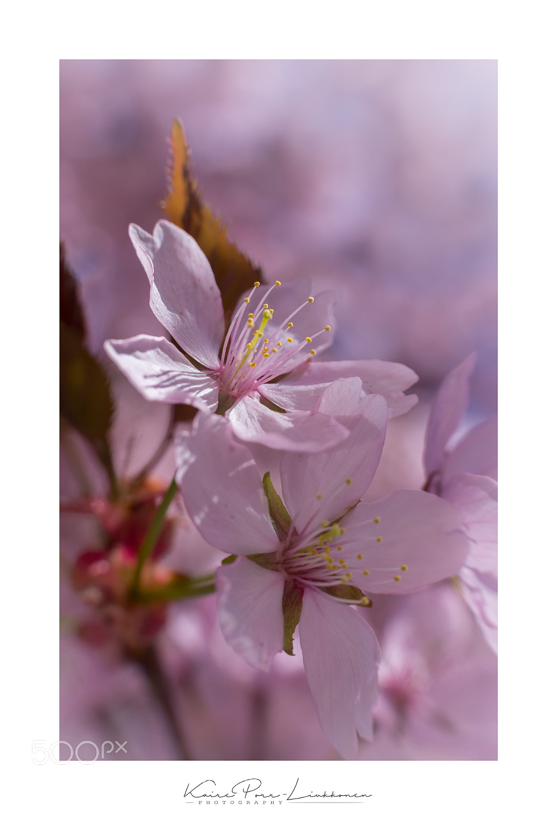 Sony SLT-A77 sample photo. Decorative cherry tree blossoms photography