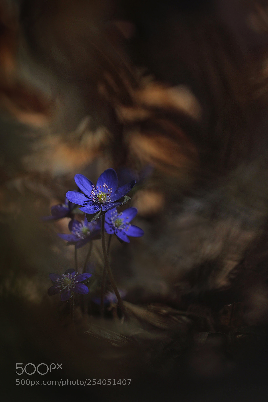 Canon EOS 60D sample photo. Hepatica nobilis photography