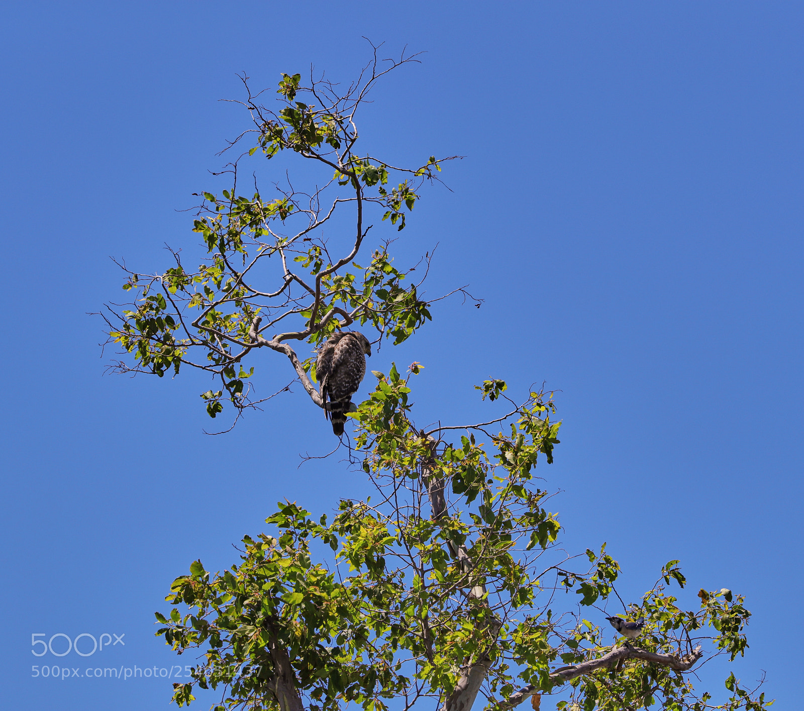 Canon EOS-1D X Mark II sample photo. 04-17-18-0013203.jpg photography
