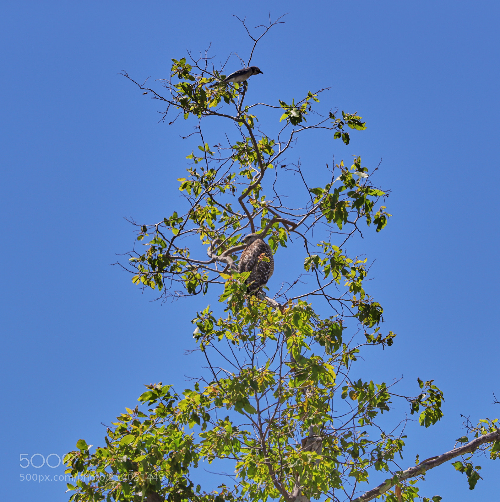 Canon EOS-1D X Mark II sample photo. 04-17-18-0013201.jpg photography