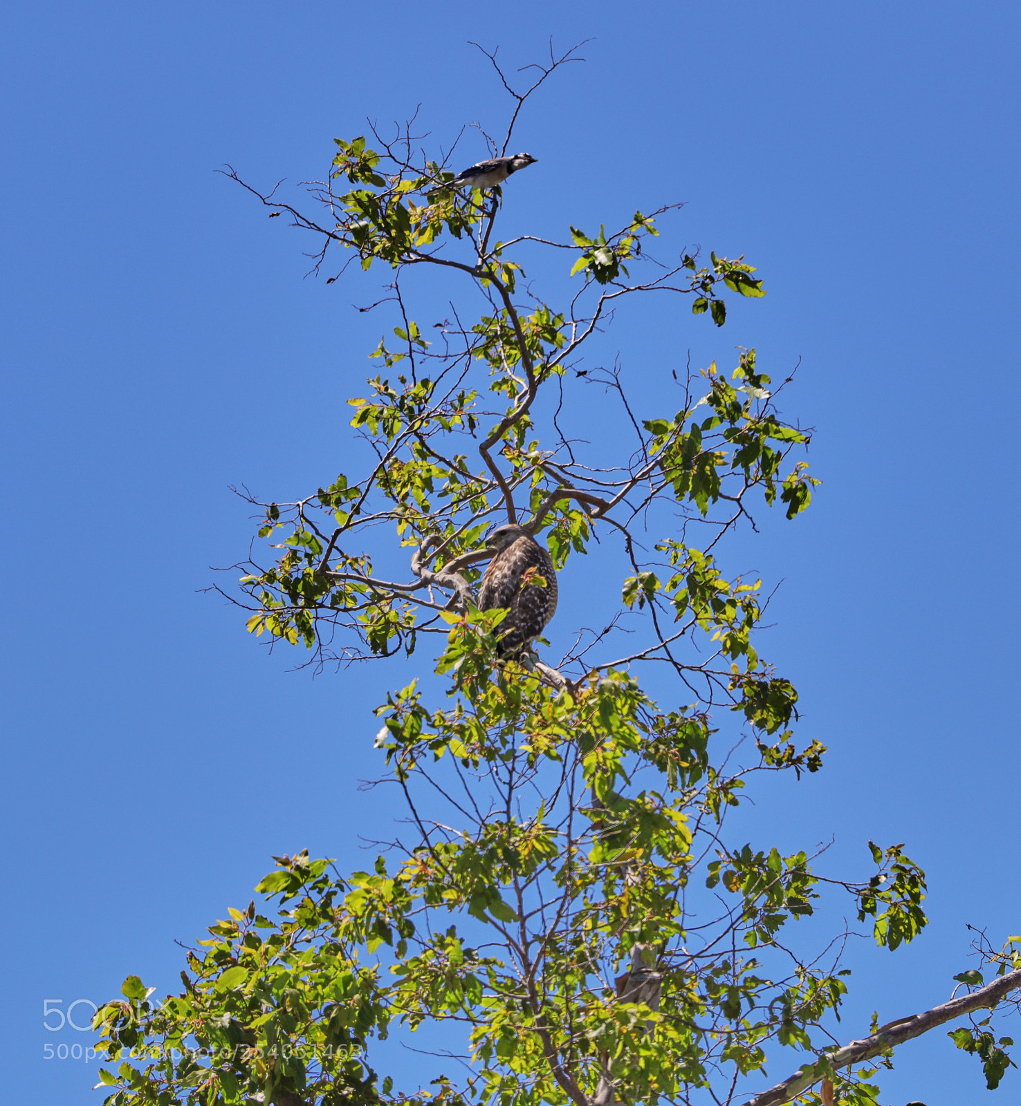Canon EOS-1D X Mark II sample photo. 04-17-18-0013200.jpg photography