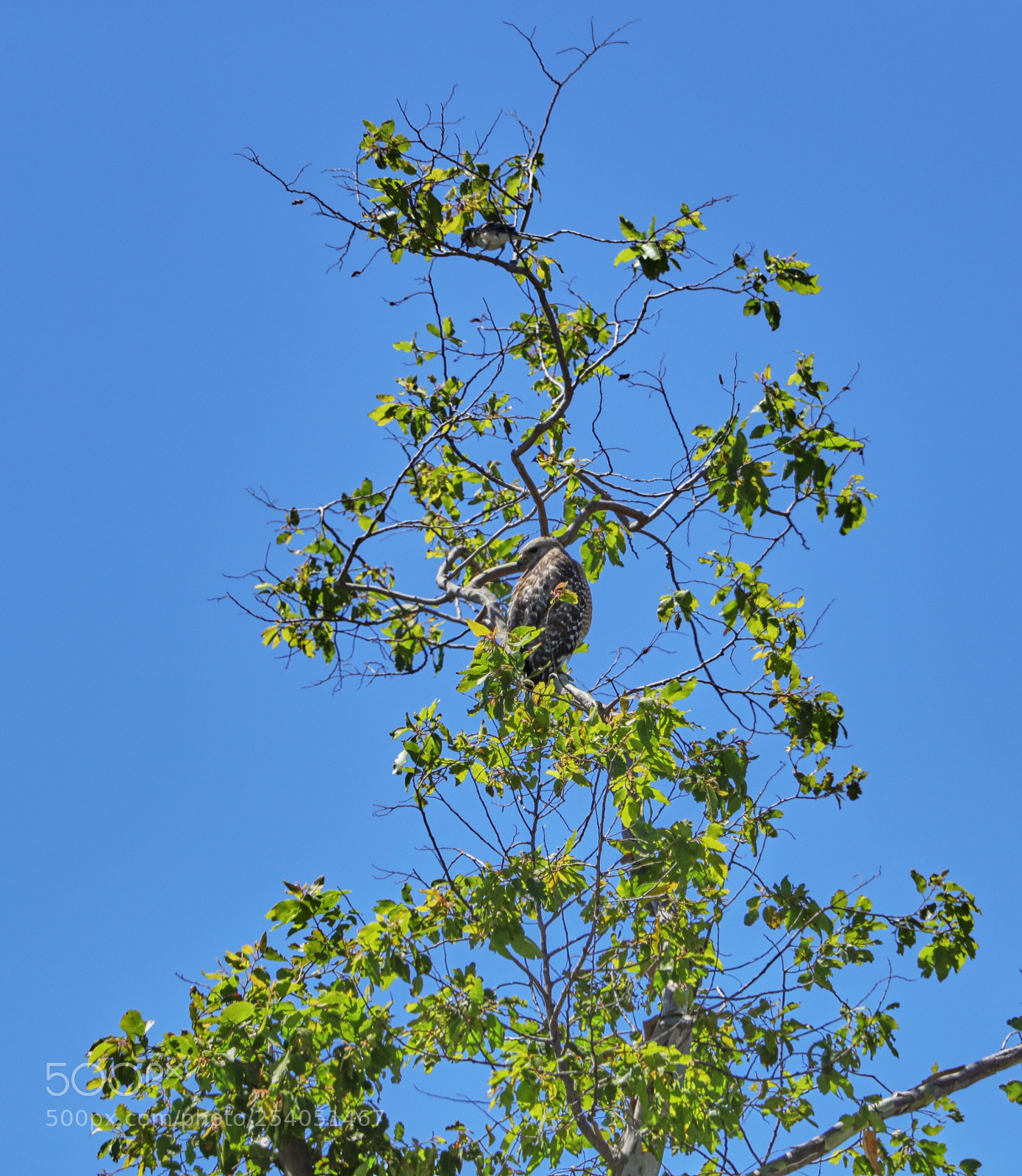 Canon EOS-1D X Mark II sample photo. 04-17-18-0013198.jpg photography