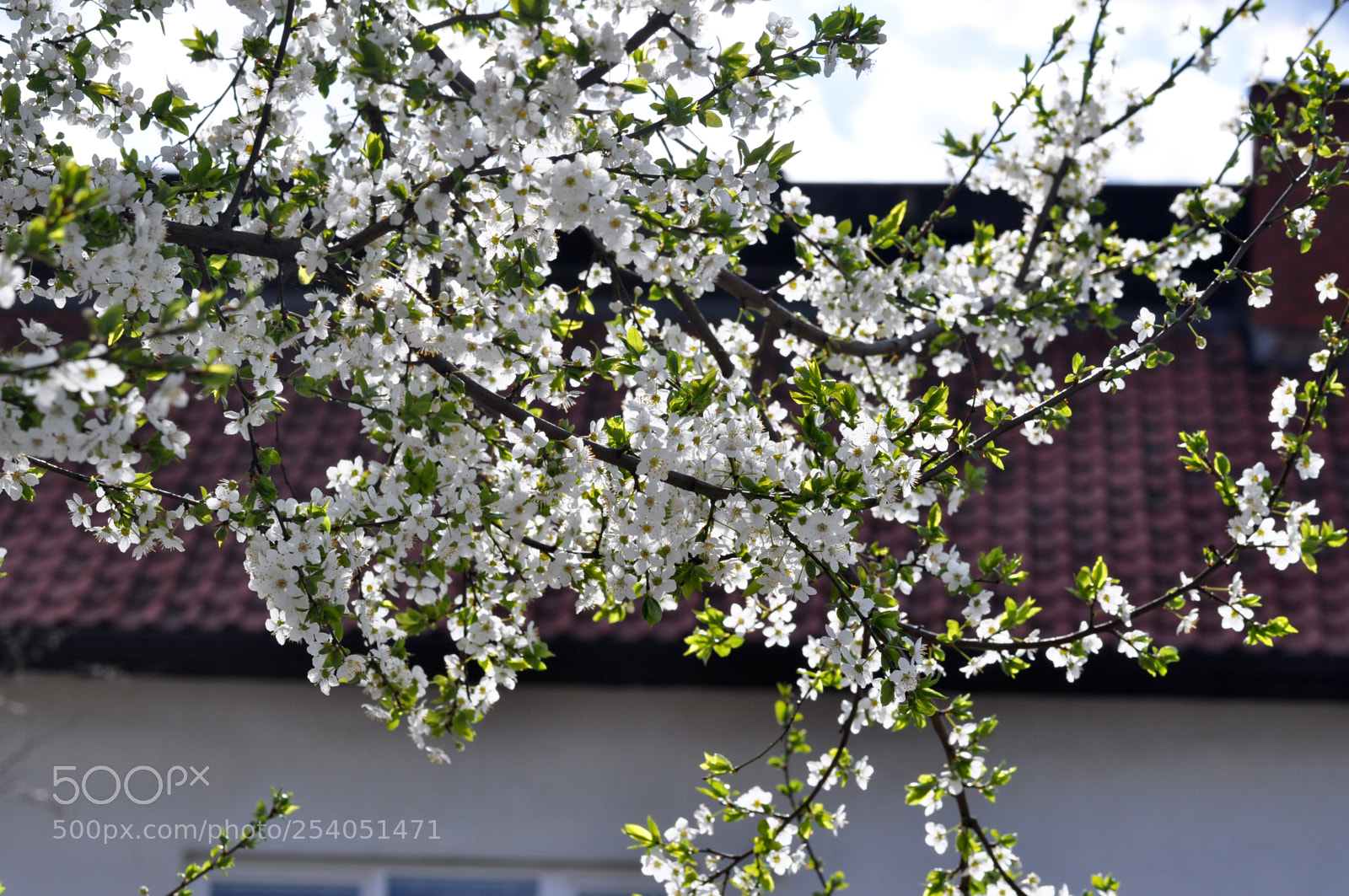 Nikon D5000 sample photo. Spring in the balkans photography