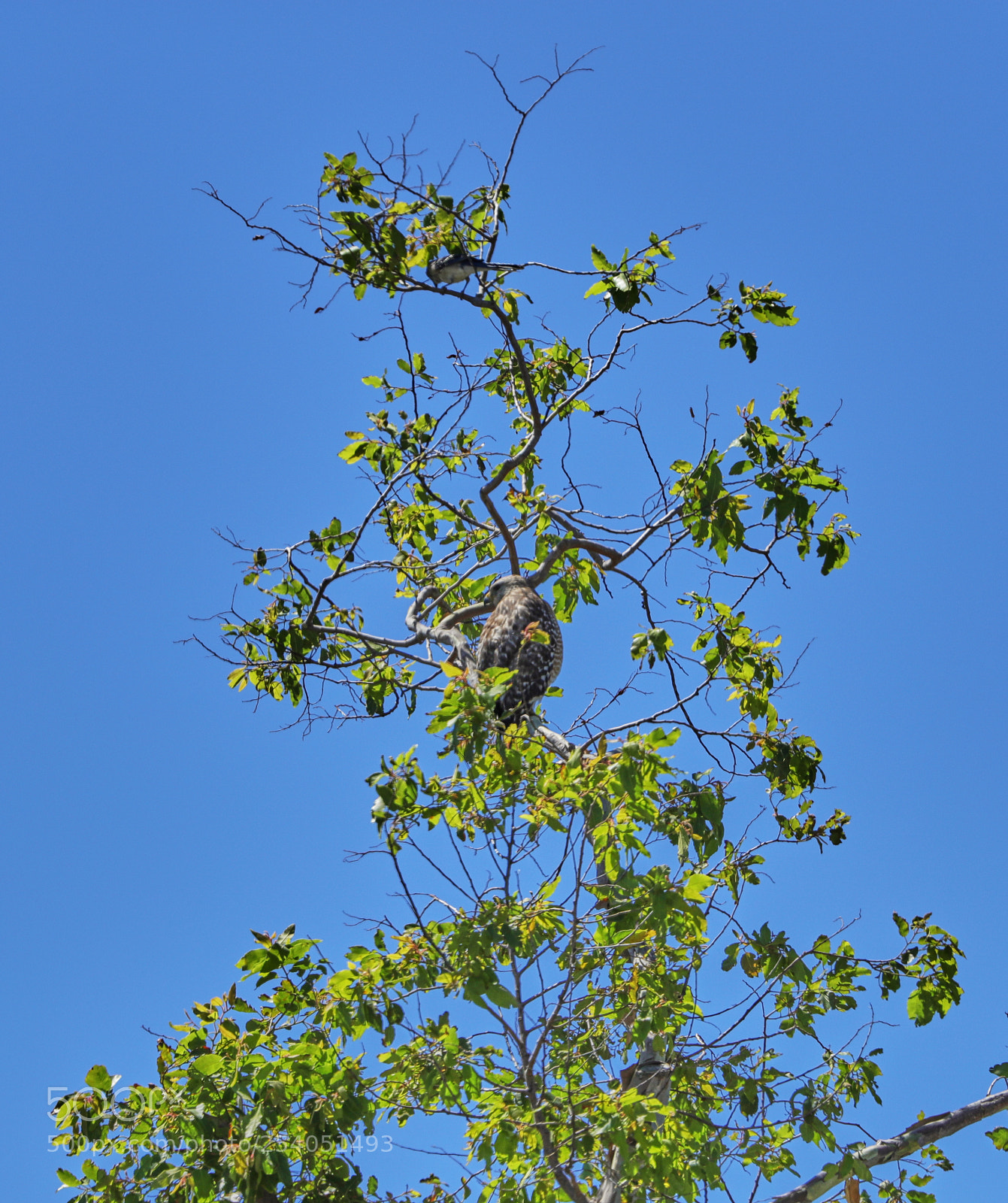 Canon EOS-1D X Mark II sample photo. 04-17-18-0013197.jpg photography