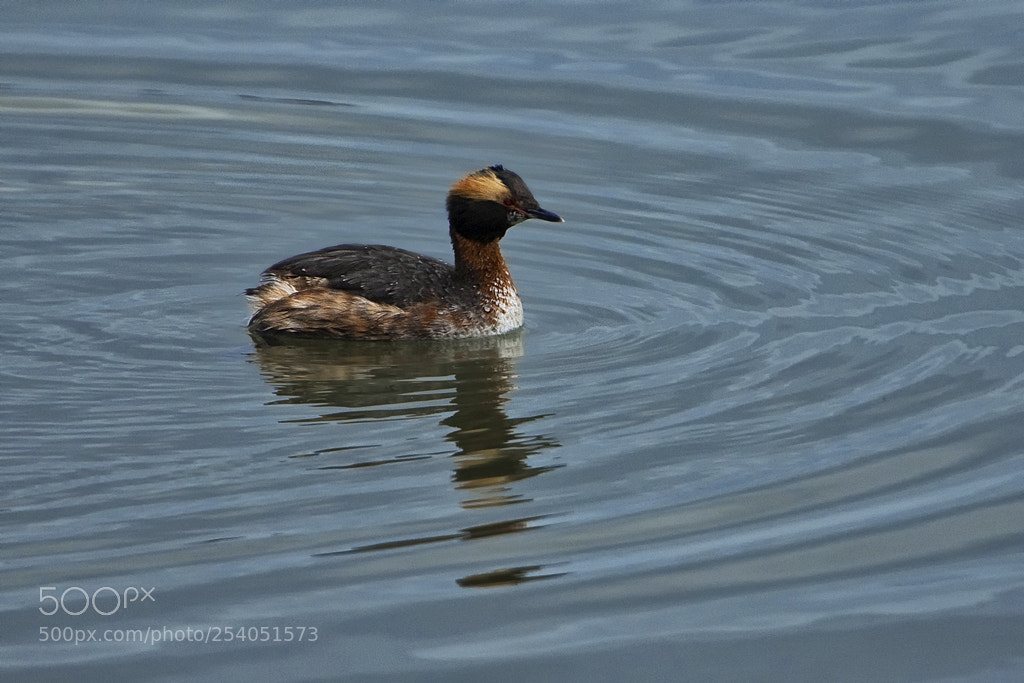 Canon EOS 7D Mark II sample photo. Horned grebe, connecticut, 2018 photography