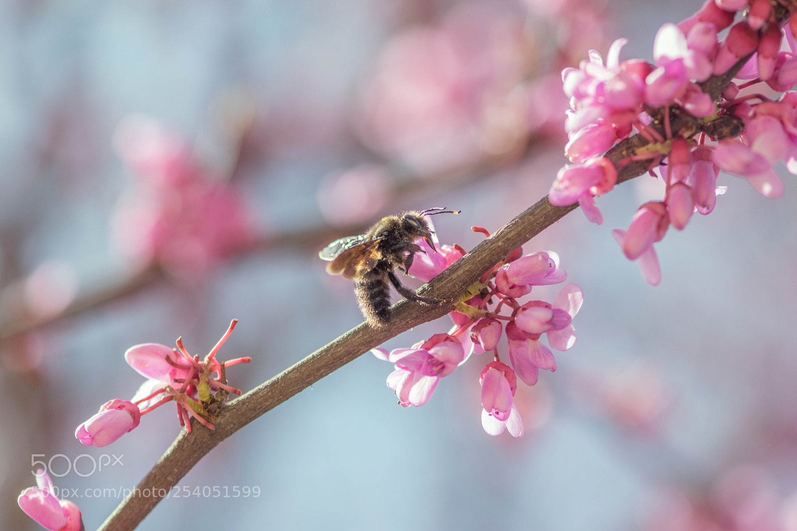 Nikon D5300 sample photo. Spring photography