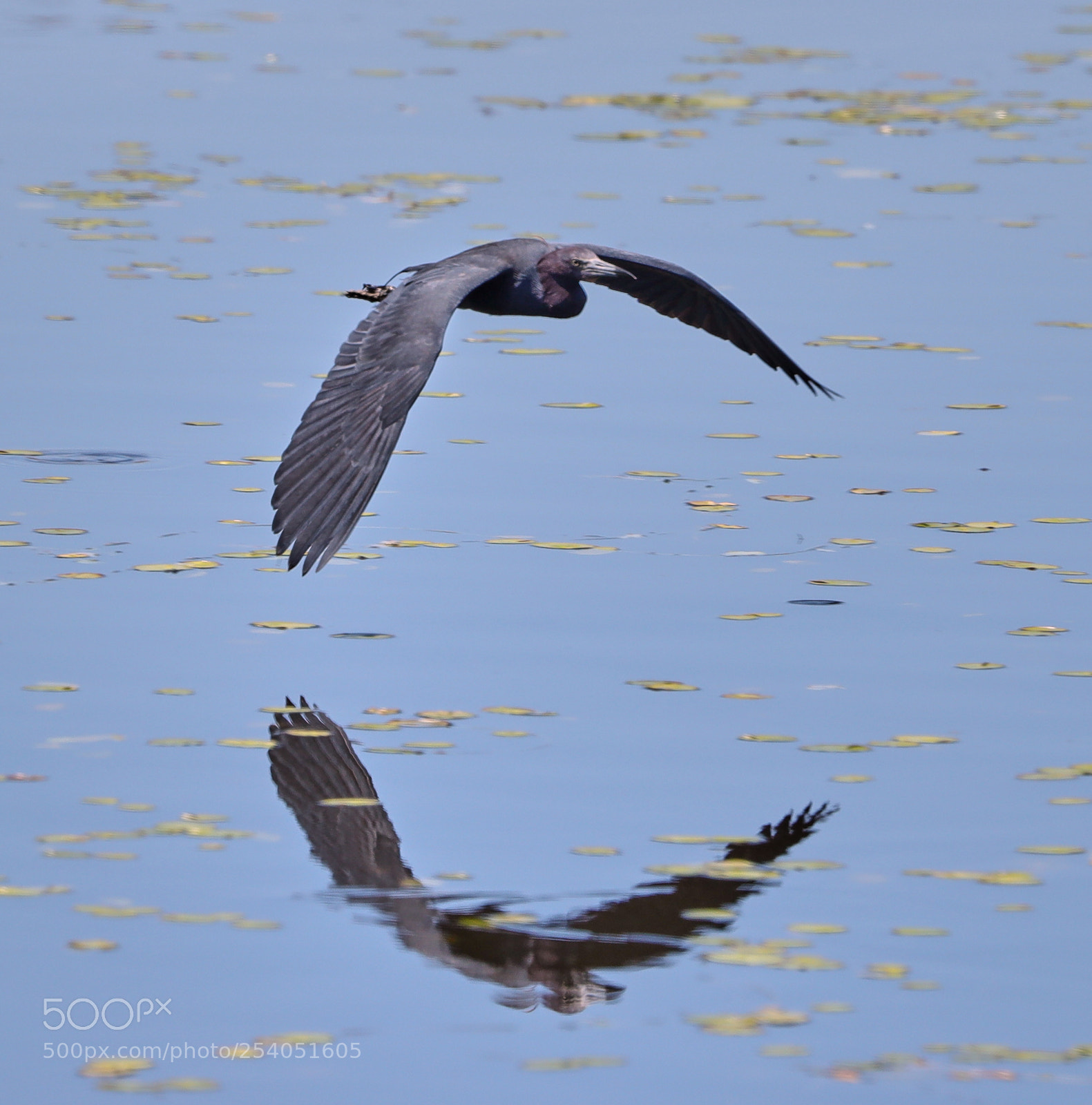 Canon EOS-1D X Mark II sample photo. 04-17-18-0013176.jpg photography