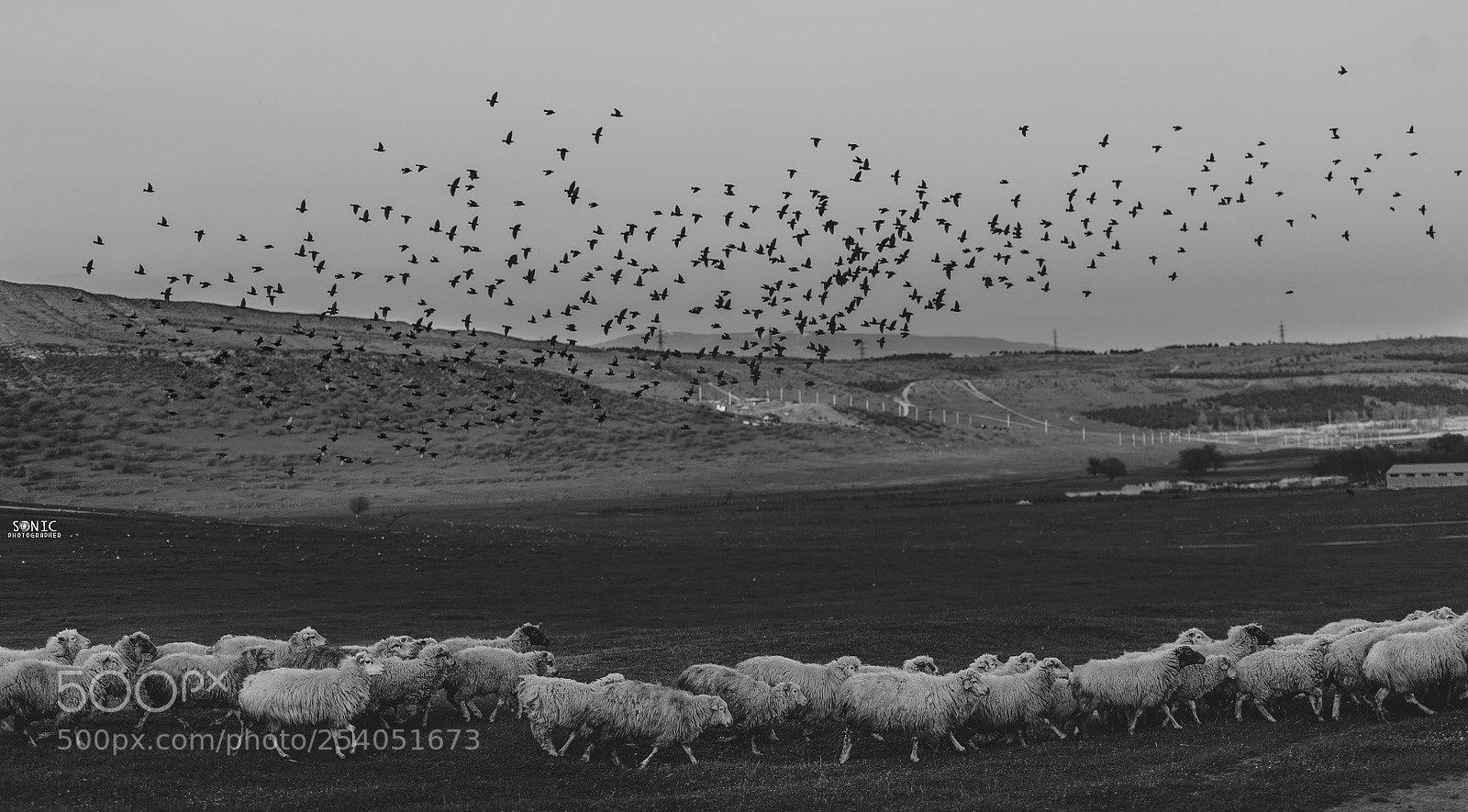 Nikon D700 sample photo. Sheep and birds photography
